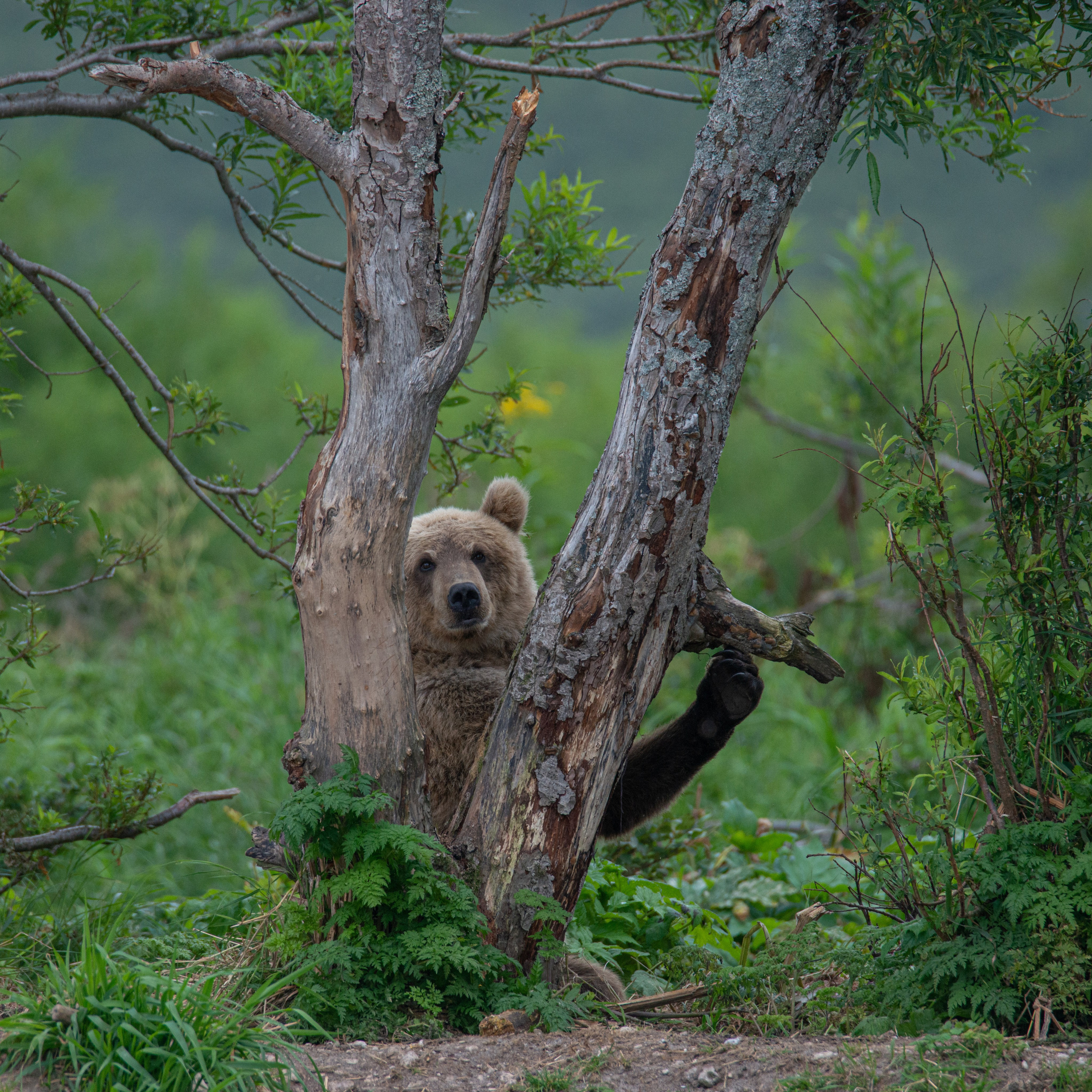 Камчатка — земля медведей. Игорь Иванко — Репортажный и событийный фотограф. Москва