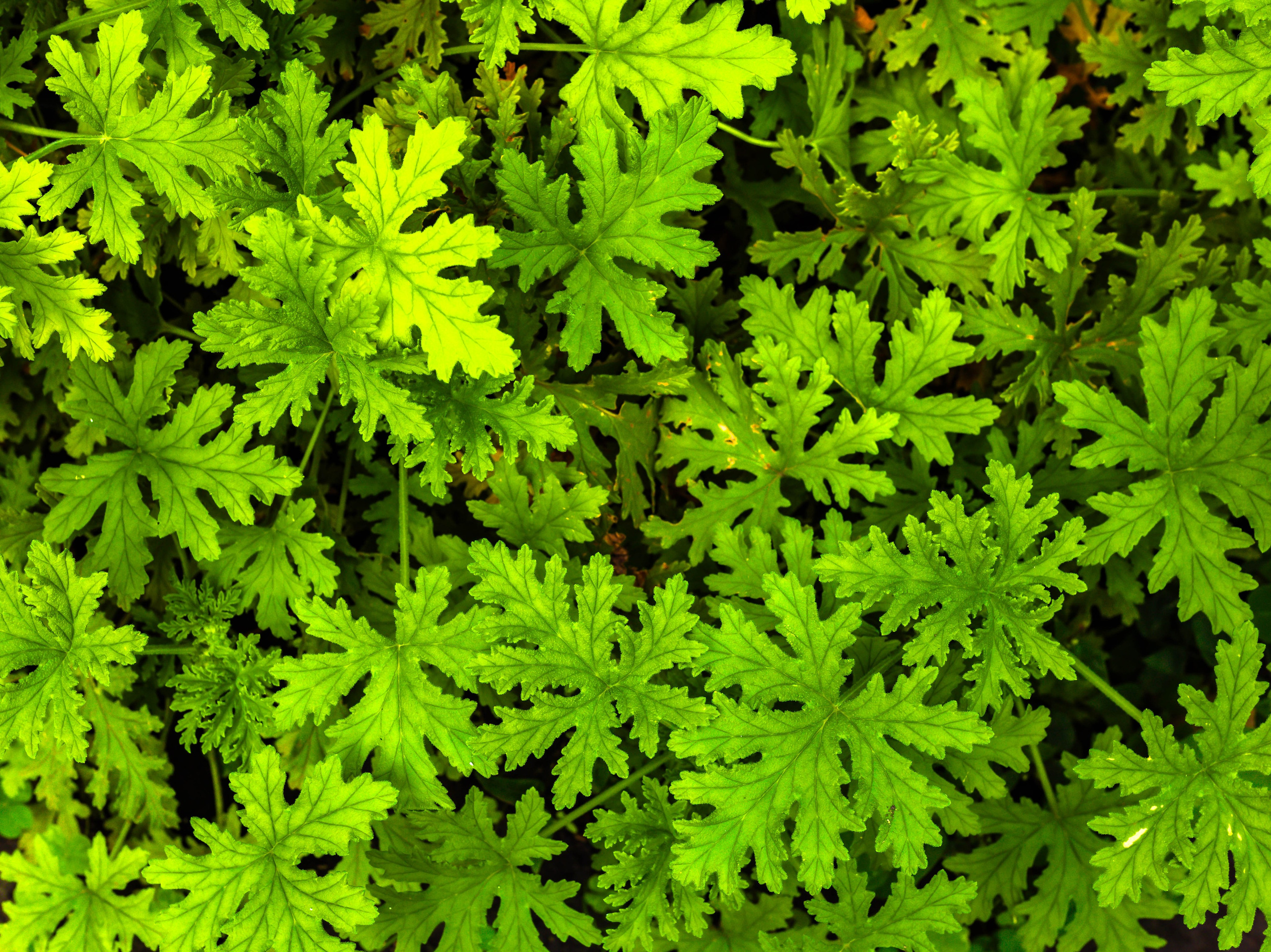 Фотографии природы Липецка. Свадебный и семейный фотограф Виолетта в Липецке