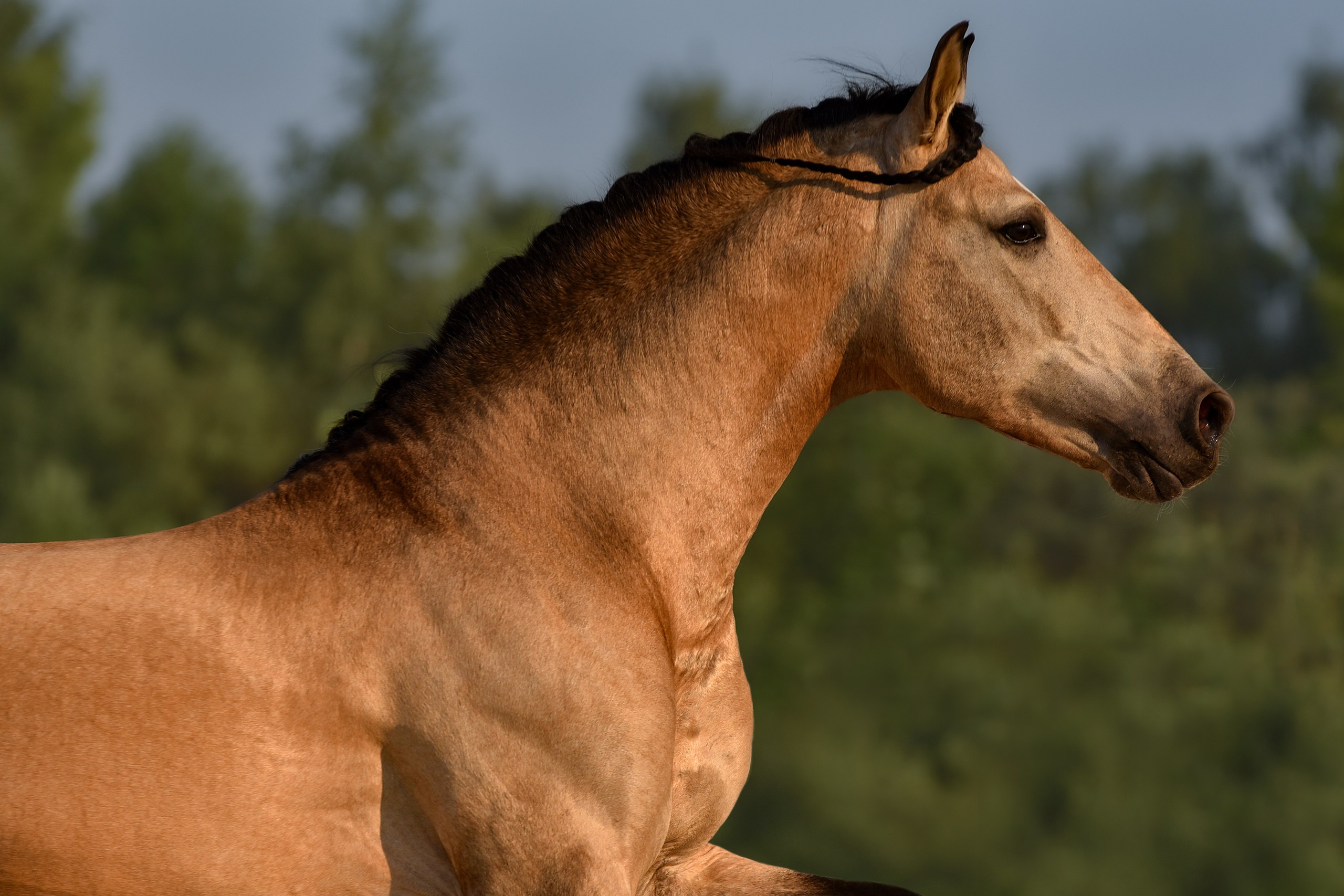 Лошади на свободе, съемка лошадей, экстерьерная съемка, фотосессия