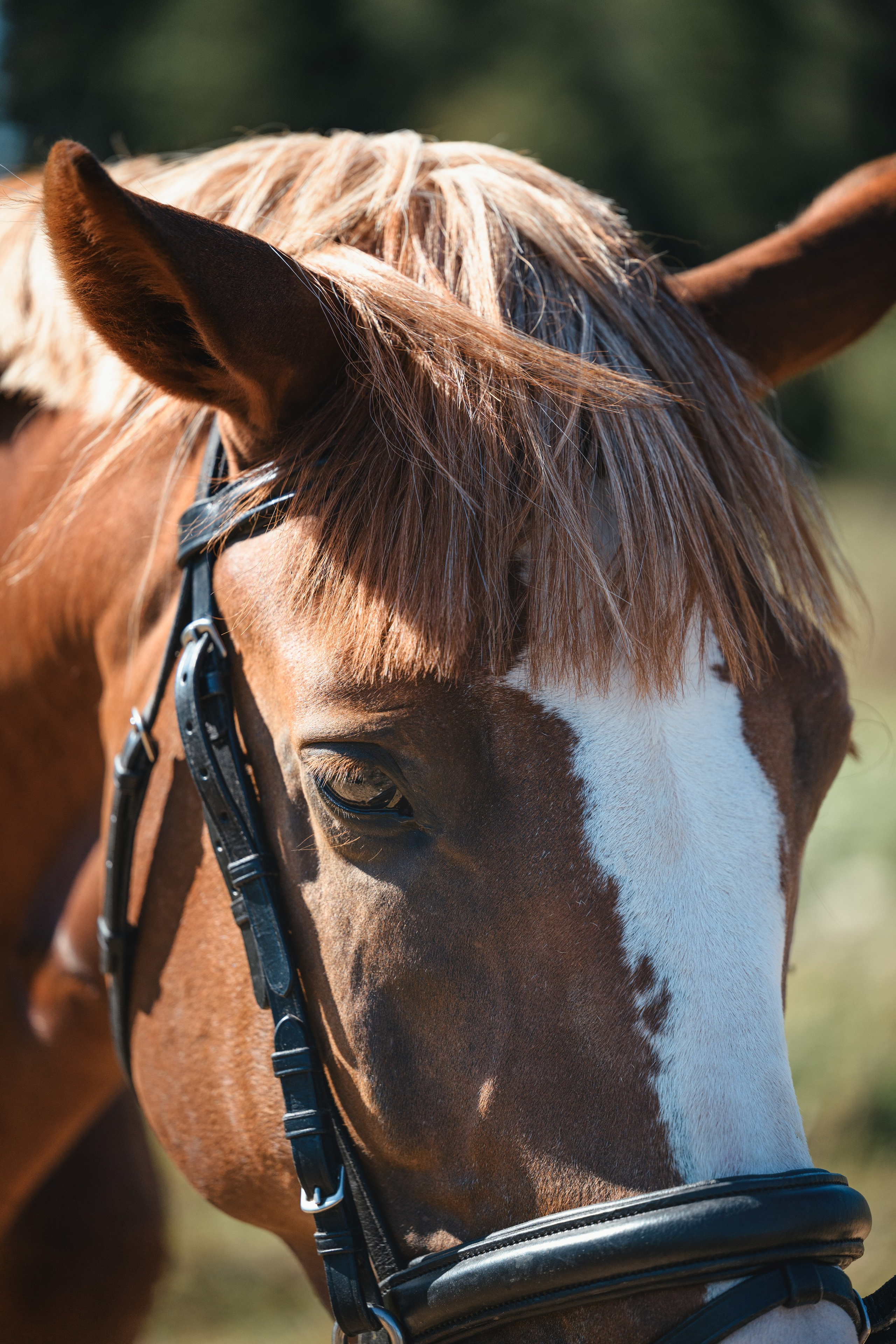 Виктория и Лео. Фотограф Анималист в Москве Анастасия Жучкова