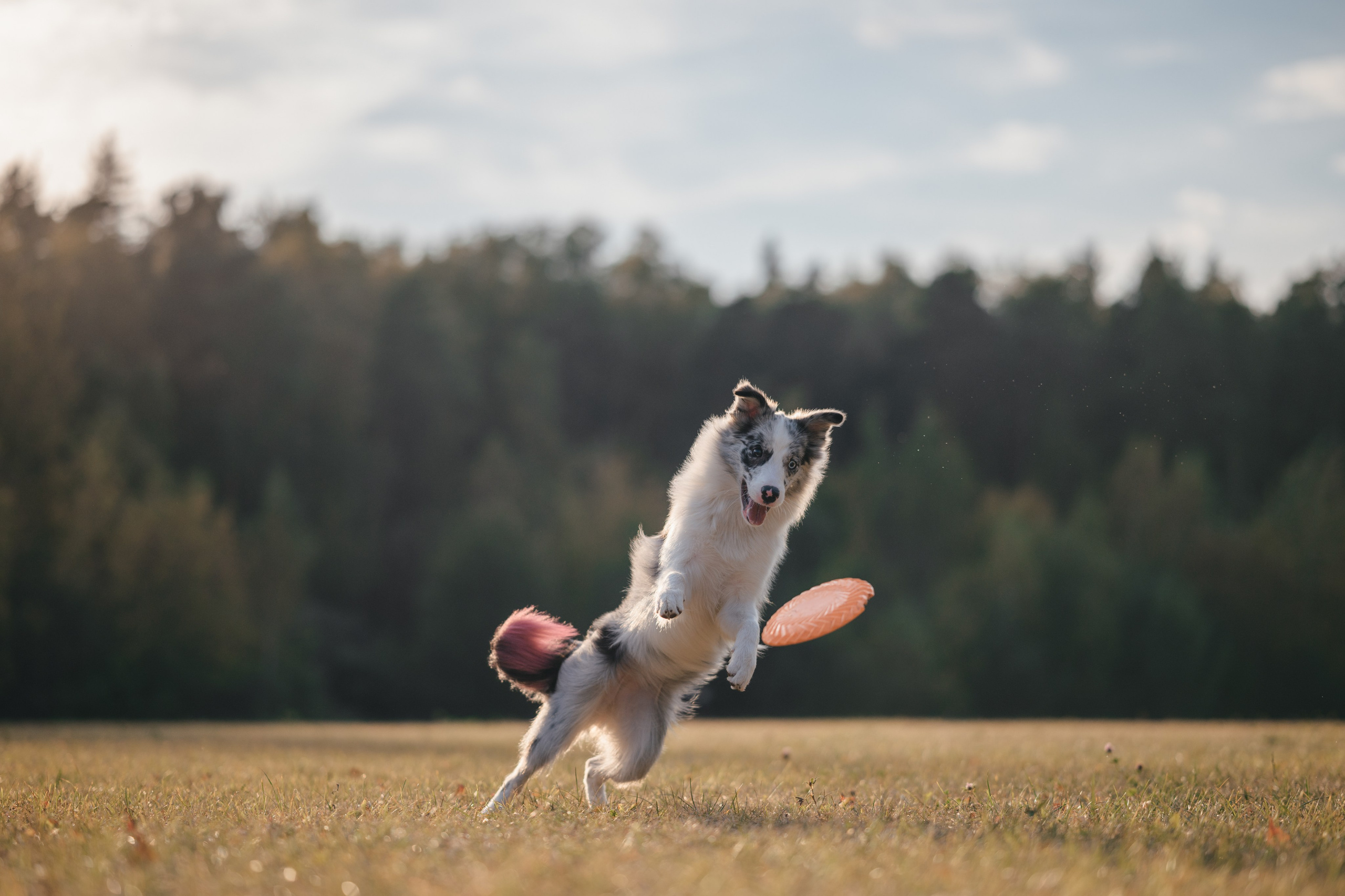 Бордерколли и фрисби. Фотограф Анималист в Москве Анастасия Жучкова