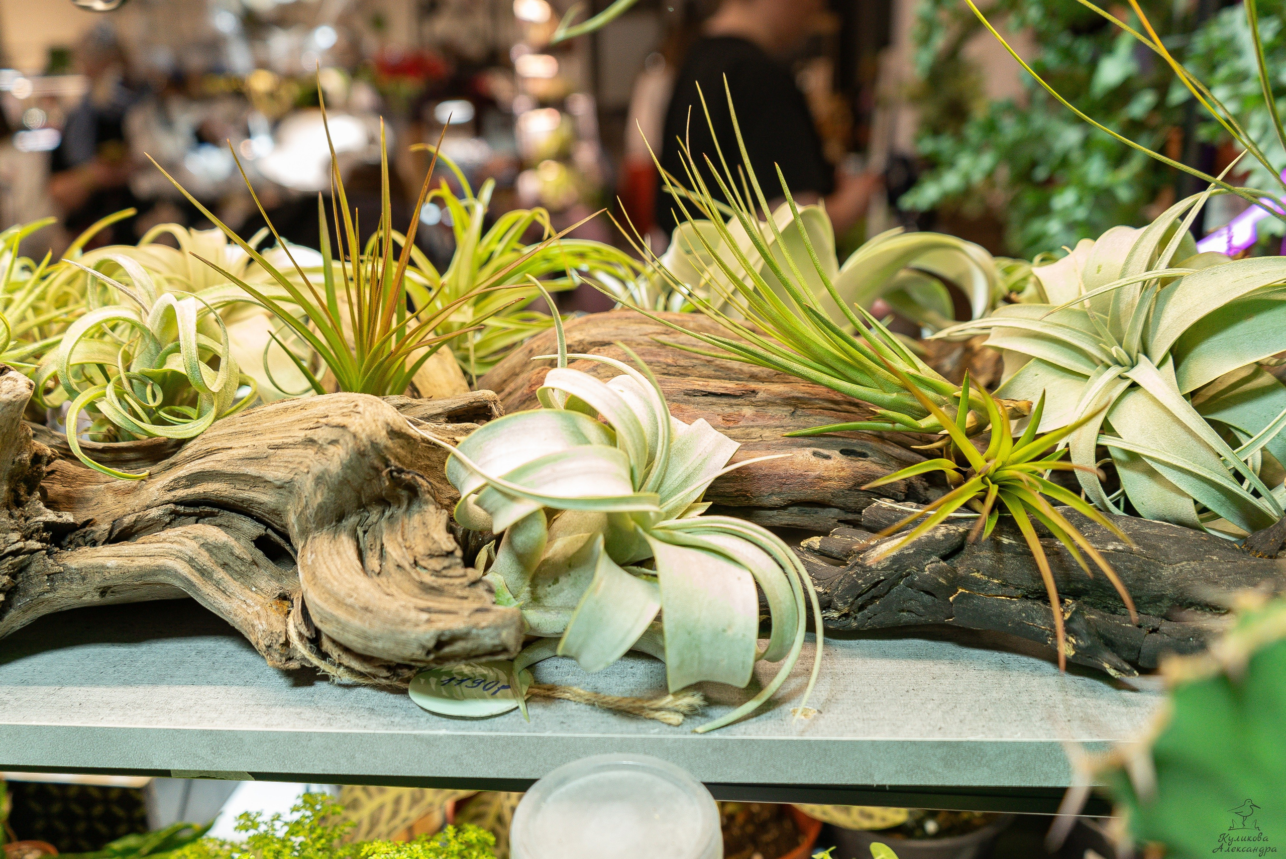 Гроубокс Артплей апрель. Александра Куликова фотограф, Москва