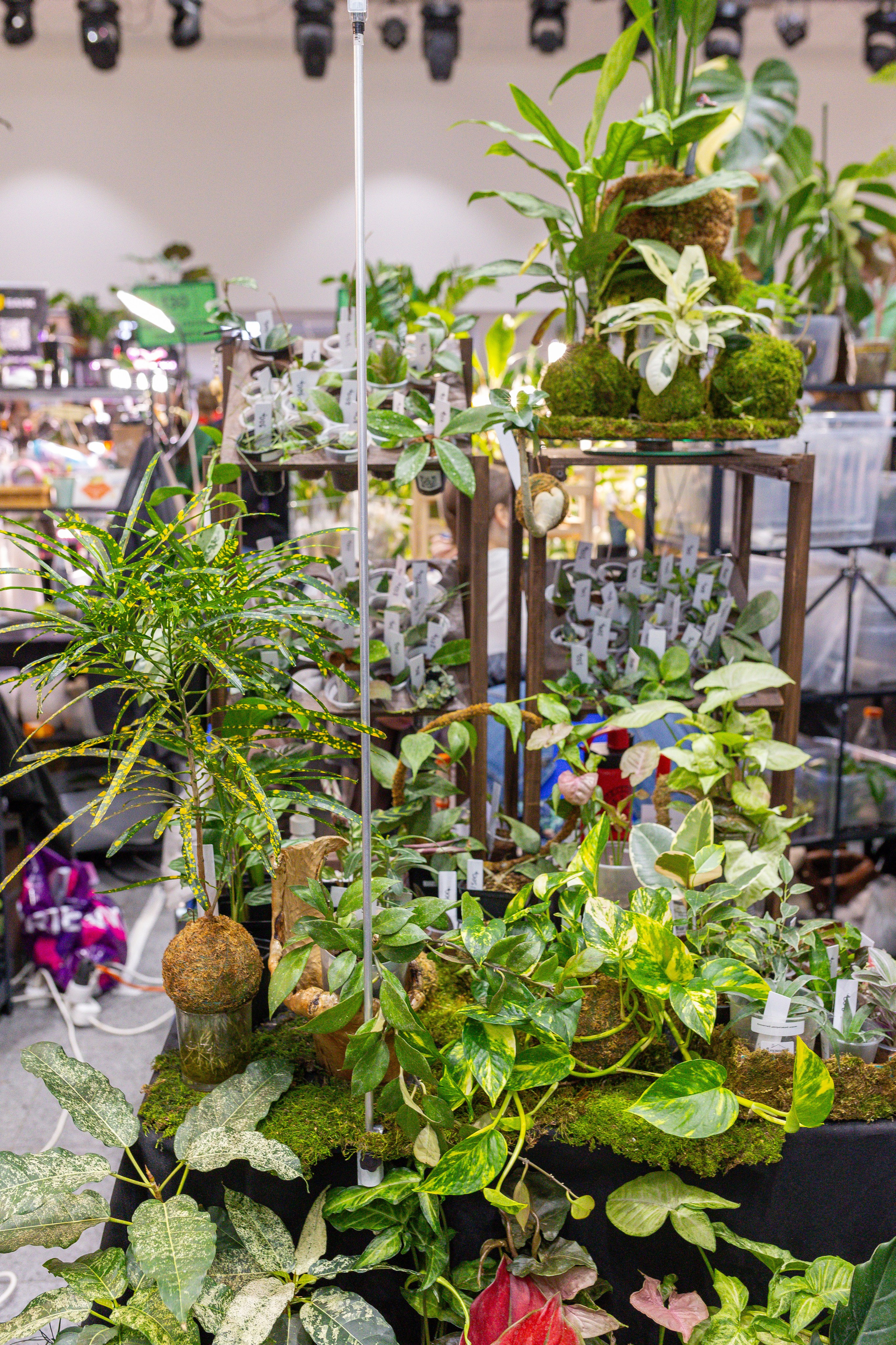 Монстериум 11–12 октября. Александра Куликова фотограф, Москва