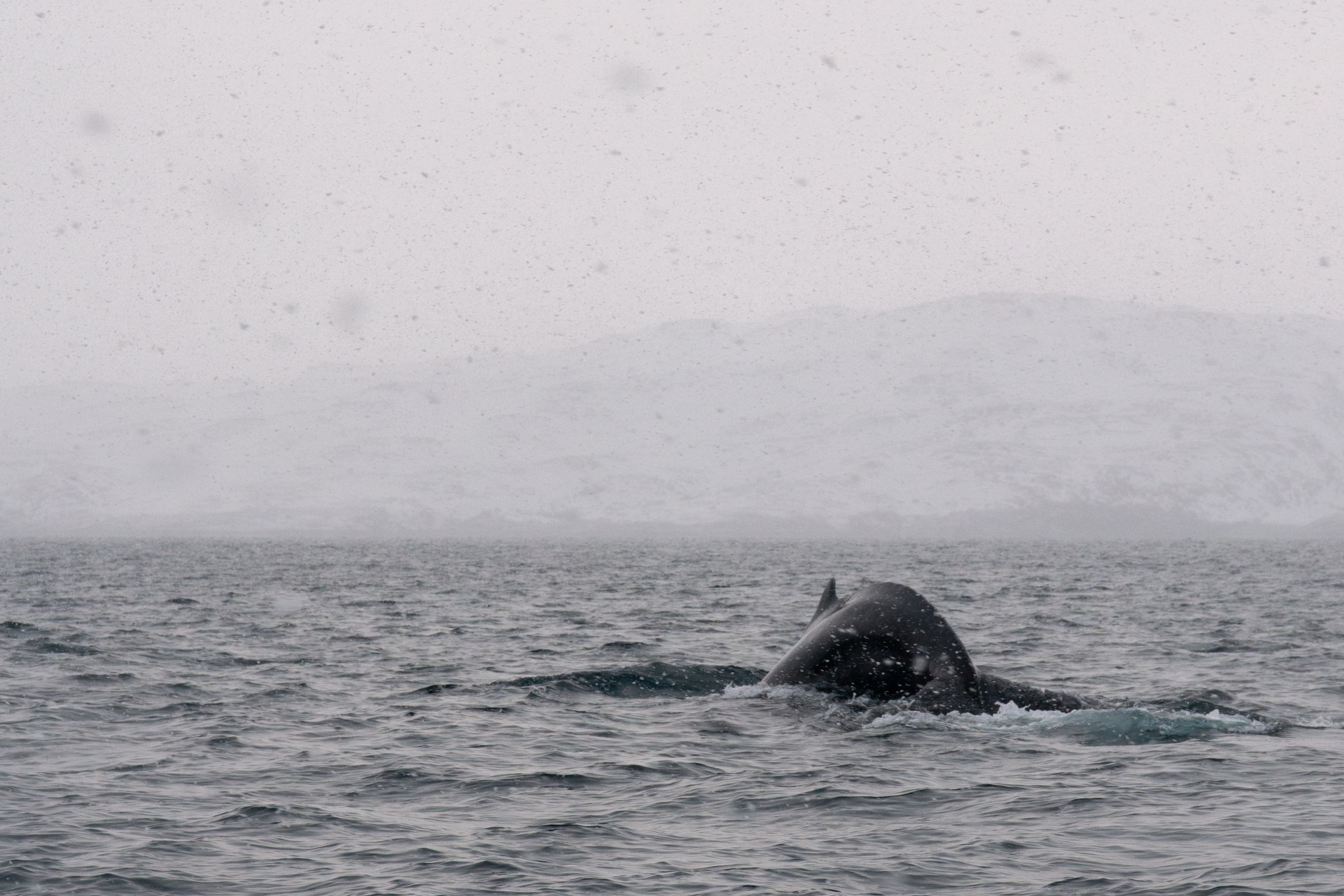 Дикий животный мир. Daria wanderer photography