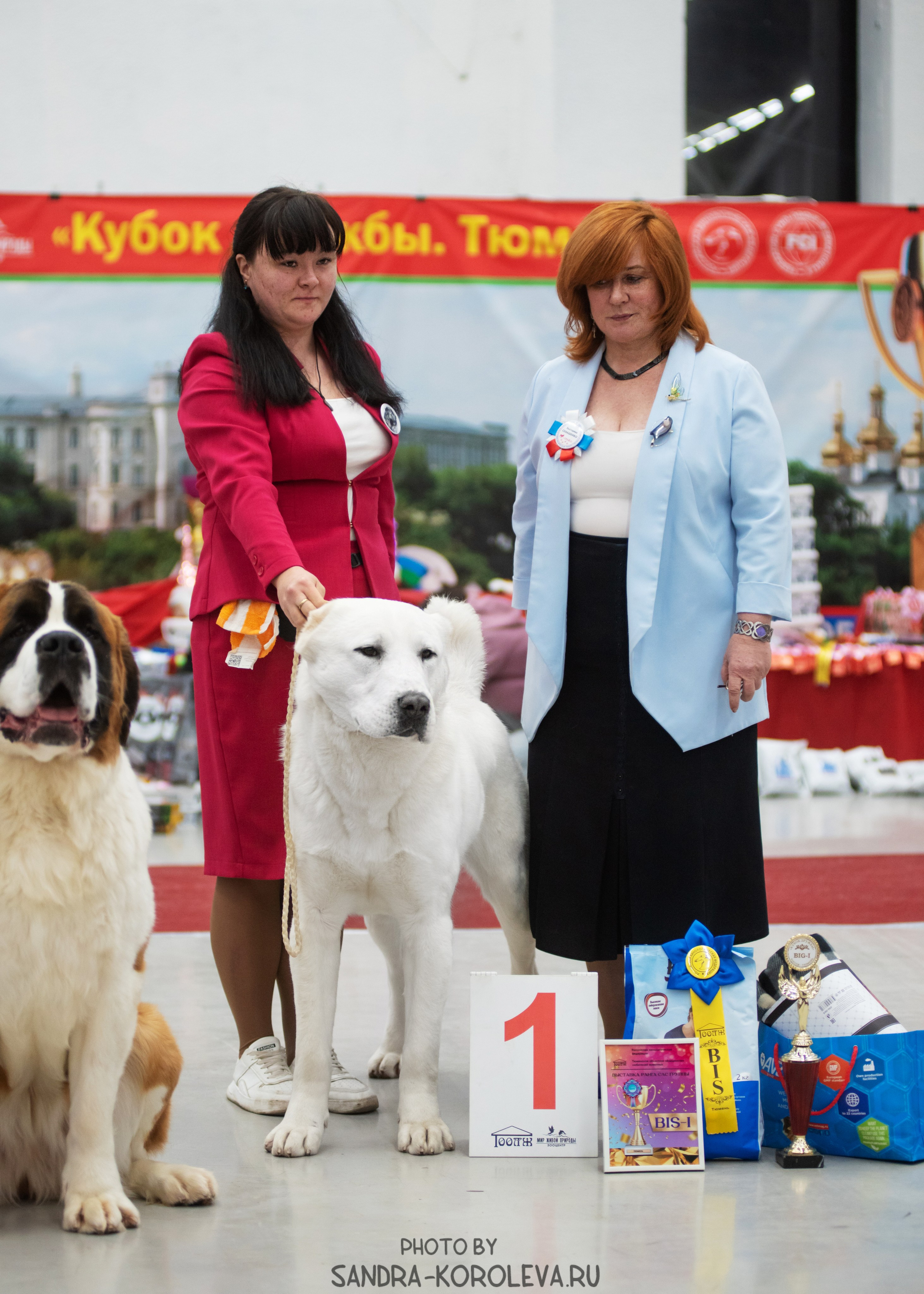 Выставка собак тюмень 10.12.2022. Дог-фотограф в Тюмени Александра Королева
