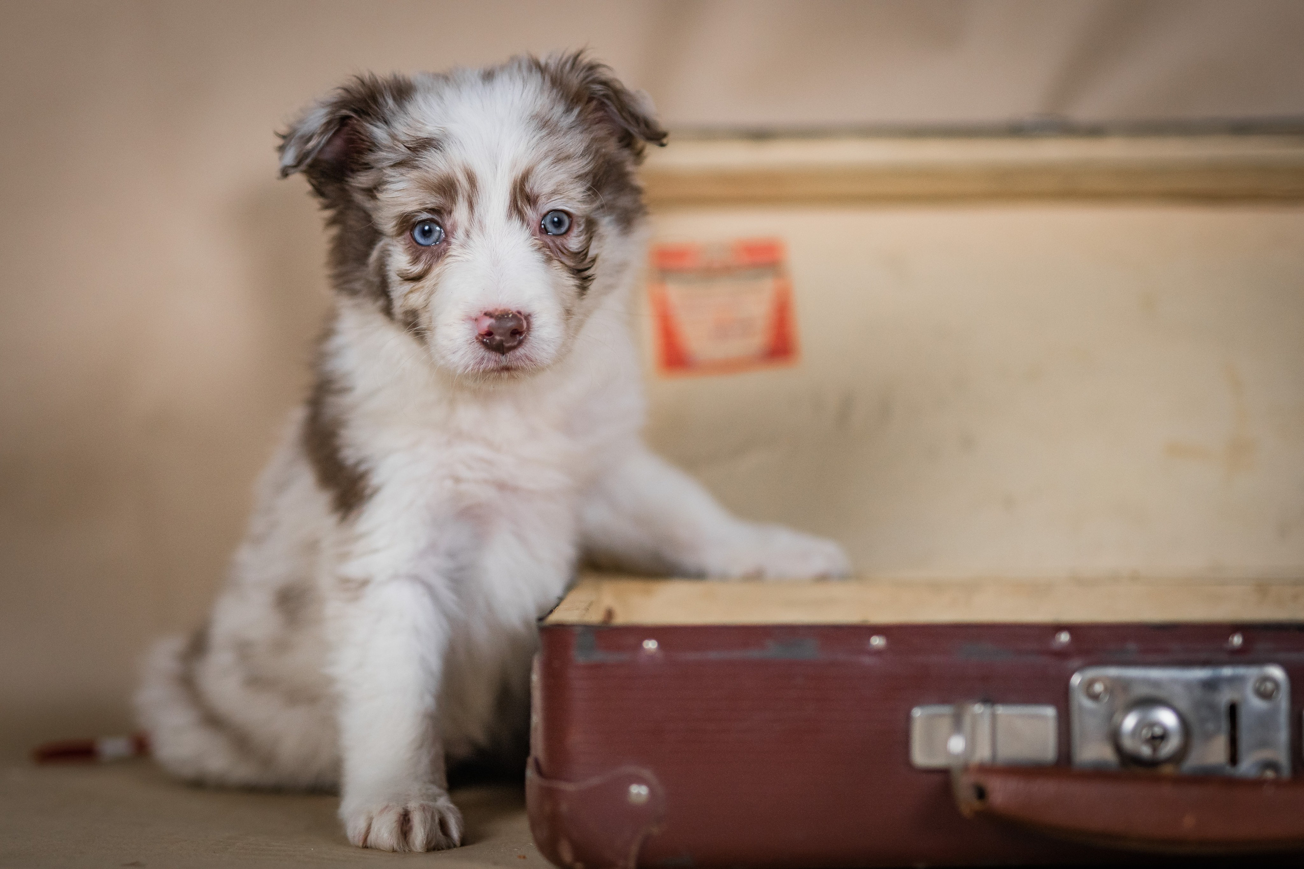 Фритсвит. Семейный фотограф Ефремова Виктория