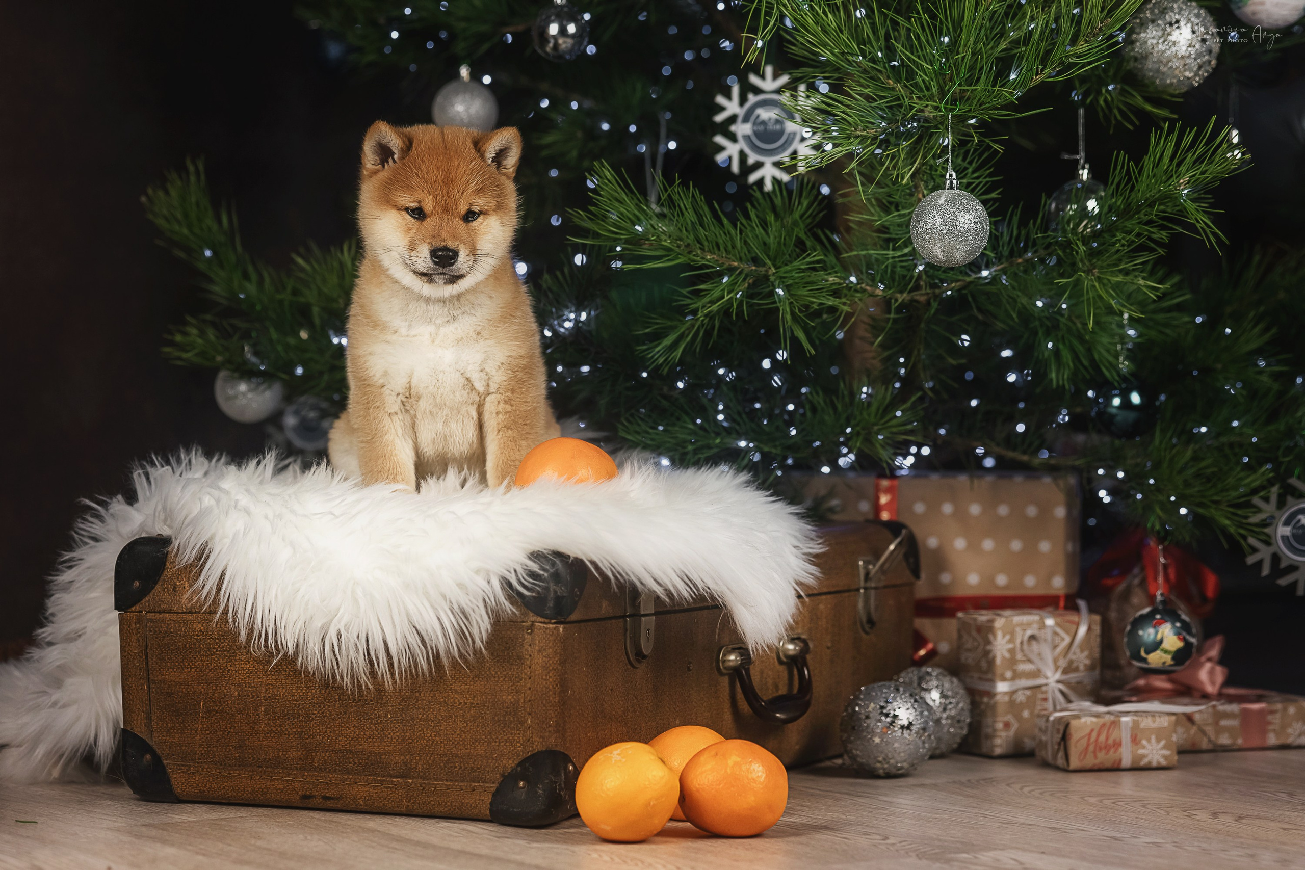 Фотодень_1 2025. Фотограф анималист Аня Ливанова | Рыбинск