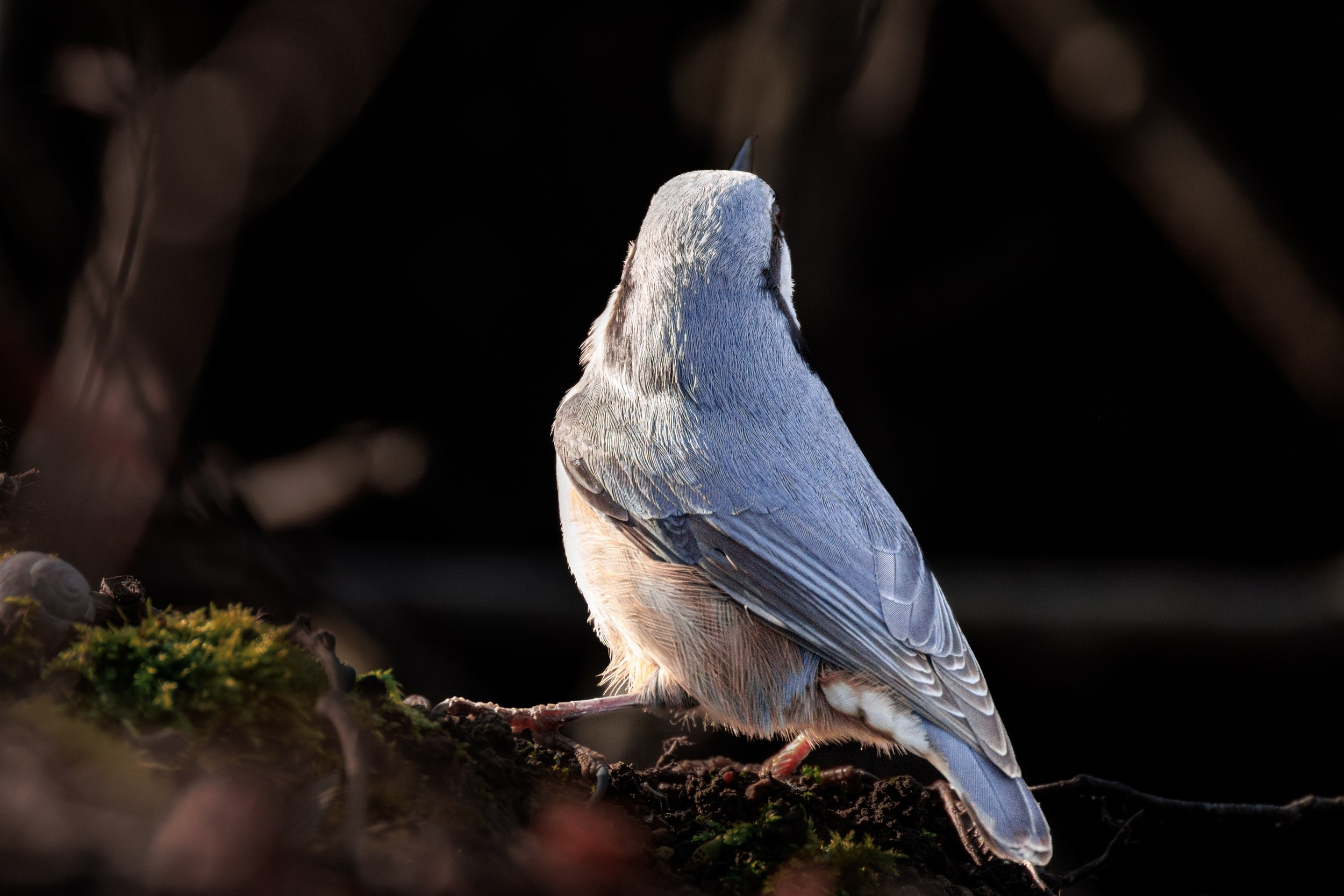 Поползень. Фотограф дикой природы Роман Исаенков