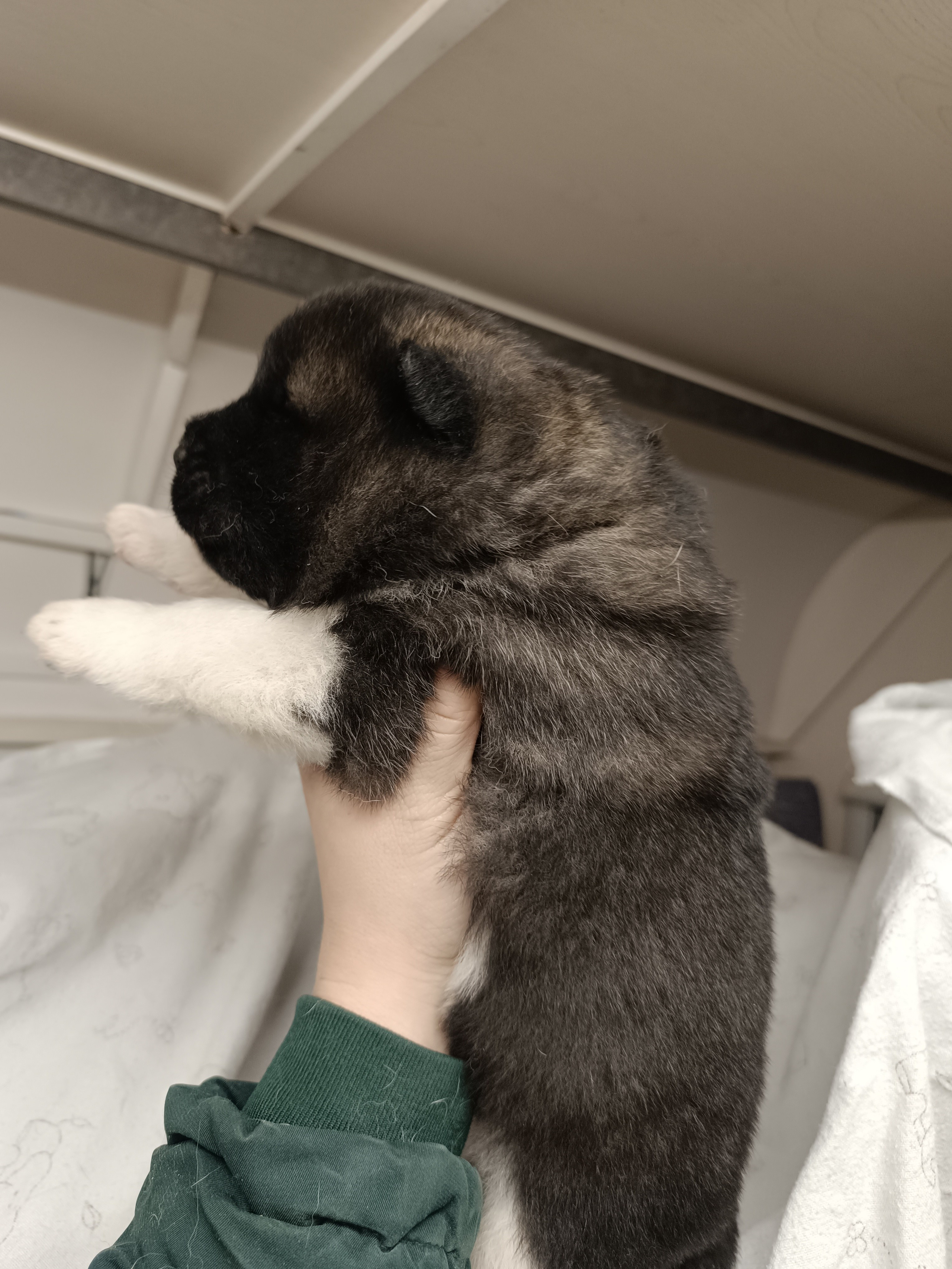 Американская акита  щенки питомник Санкт-Петербург клубные щенки Американская акита питомник RUBYLIGHT Рубилайт купить щенка американской акиты