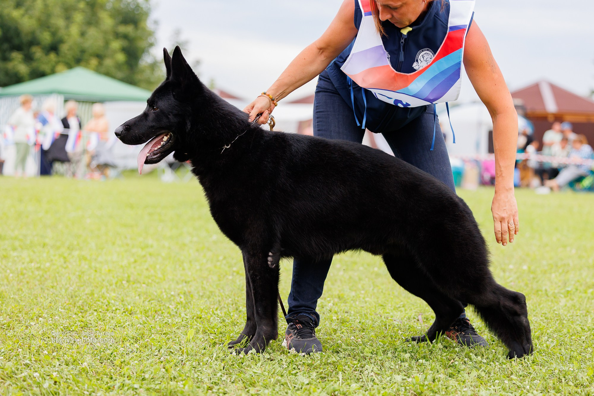 Немецкие овчарки: фото из рингов и вне ринга, мутпроба (фотографии с выставок). Фотограф собак, фотограф-анималист Аня Титова (Titanya). Москва