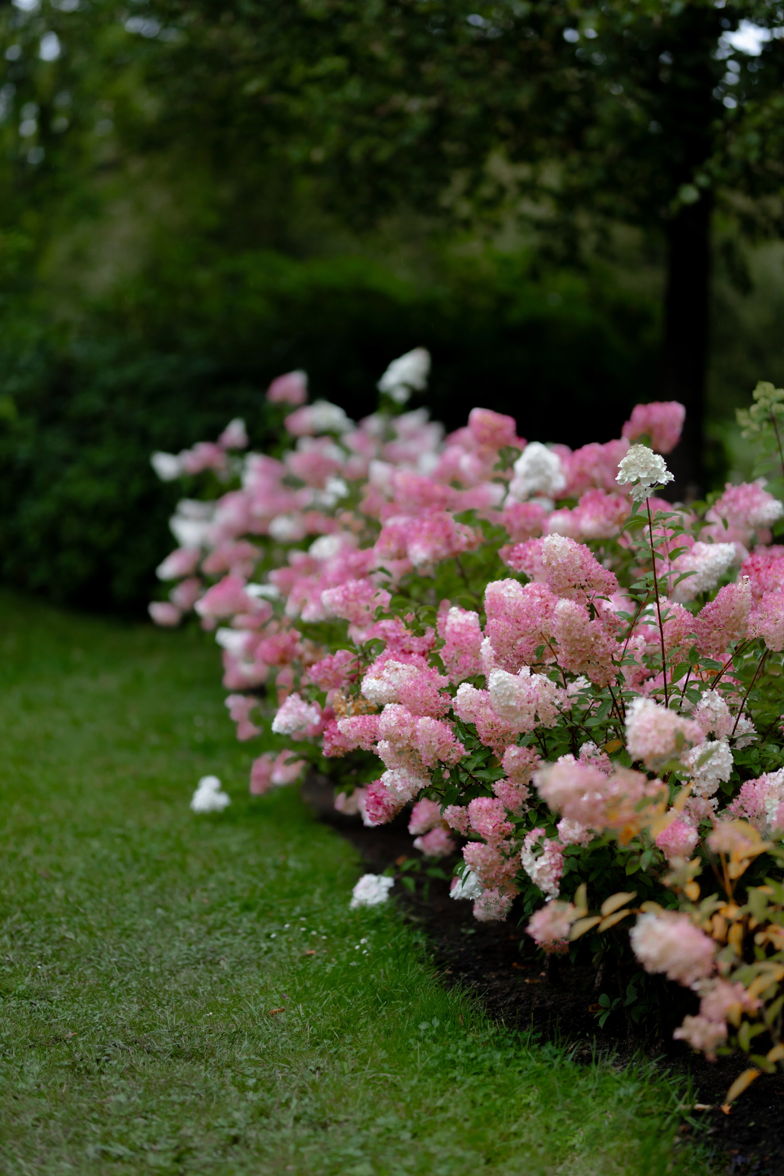 Ростислав и Вика. Свадебный фотограф Анна Бабахина