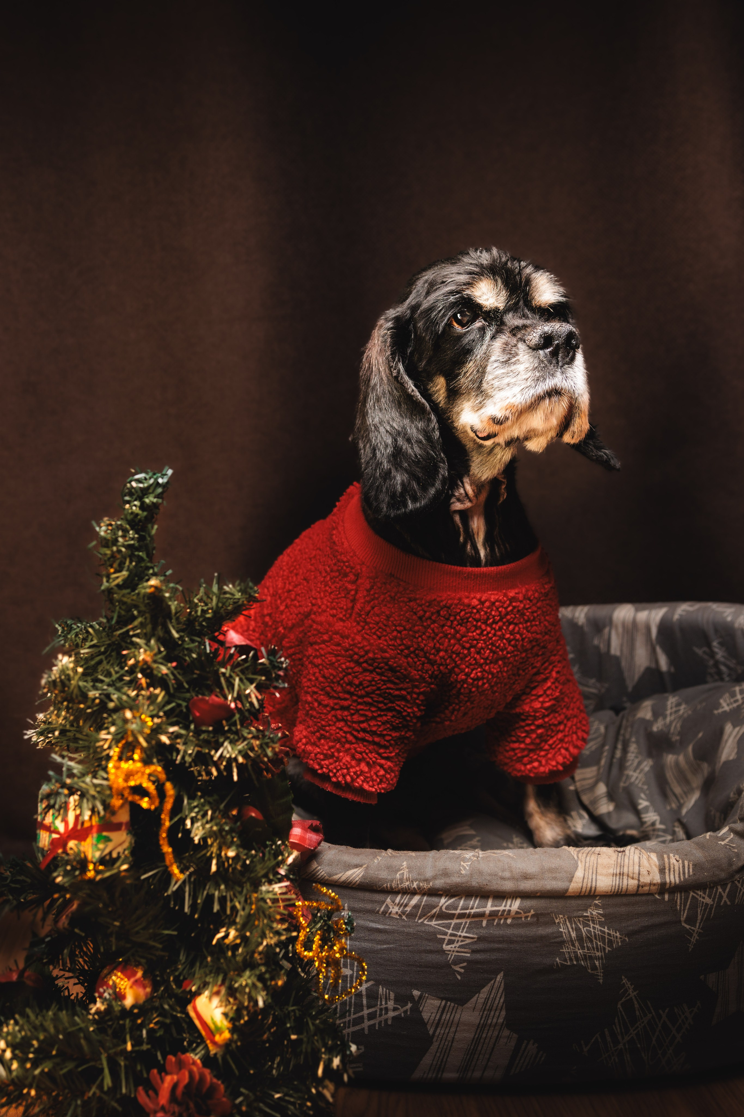 Портреты ваших питомцев. Коммерческий, рекламный фотограф в Уфе Сергей Крайкин