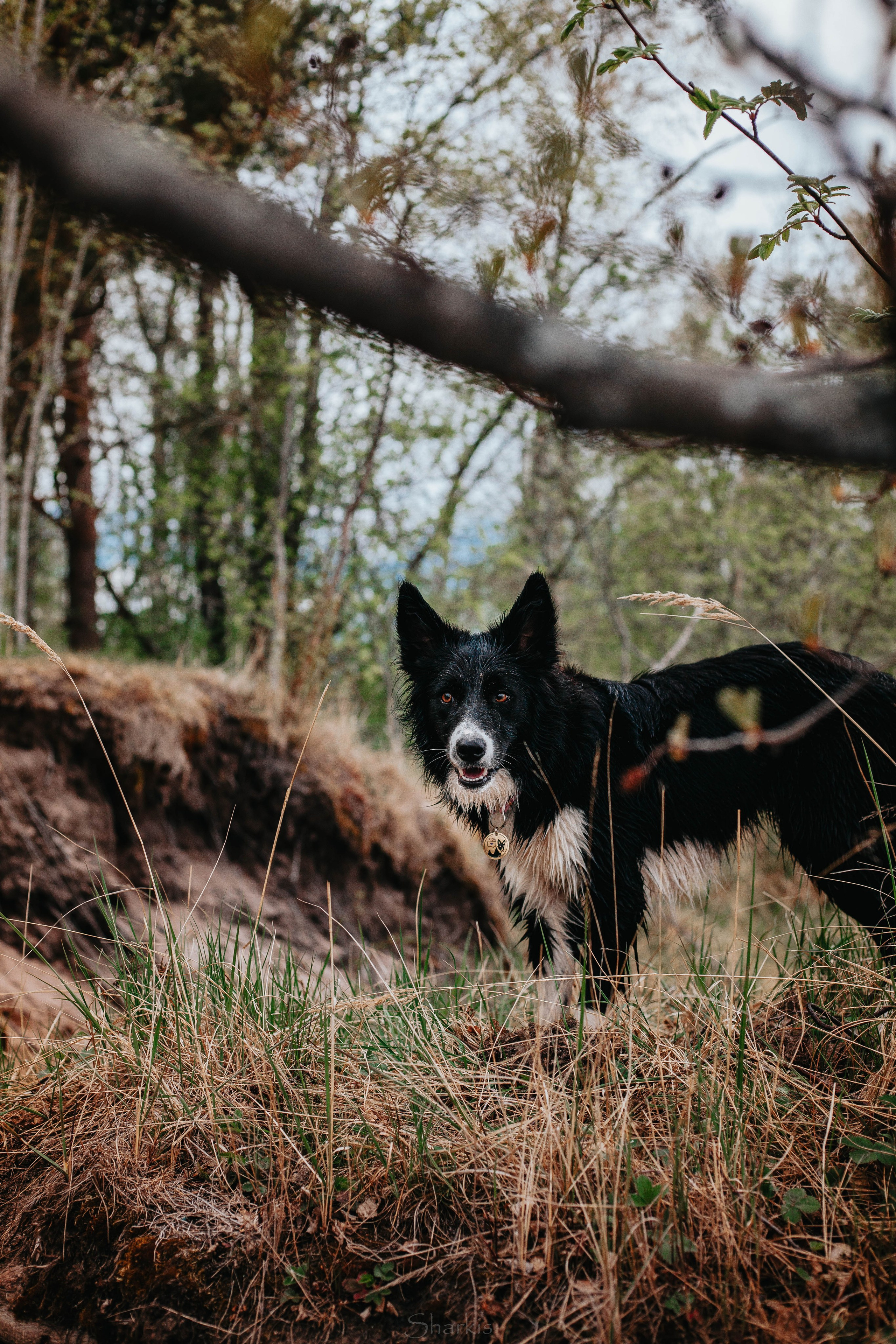 Кида и Сирша. Главная