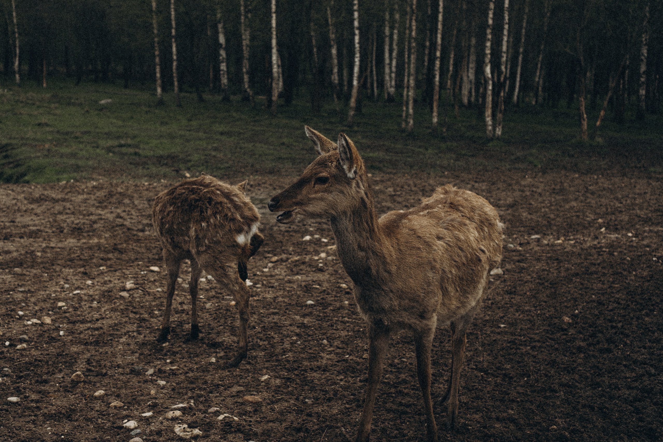 ОЛЕНЬЯ ФЕРМА В ТВЕРИ. Профессиональный фотограф, Санкт-Петербург — Виктория Богомолова