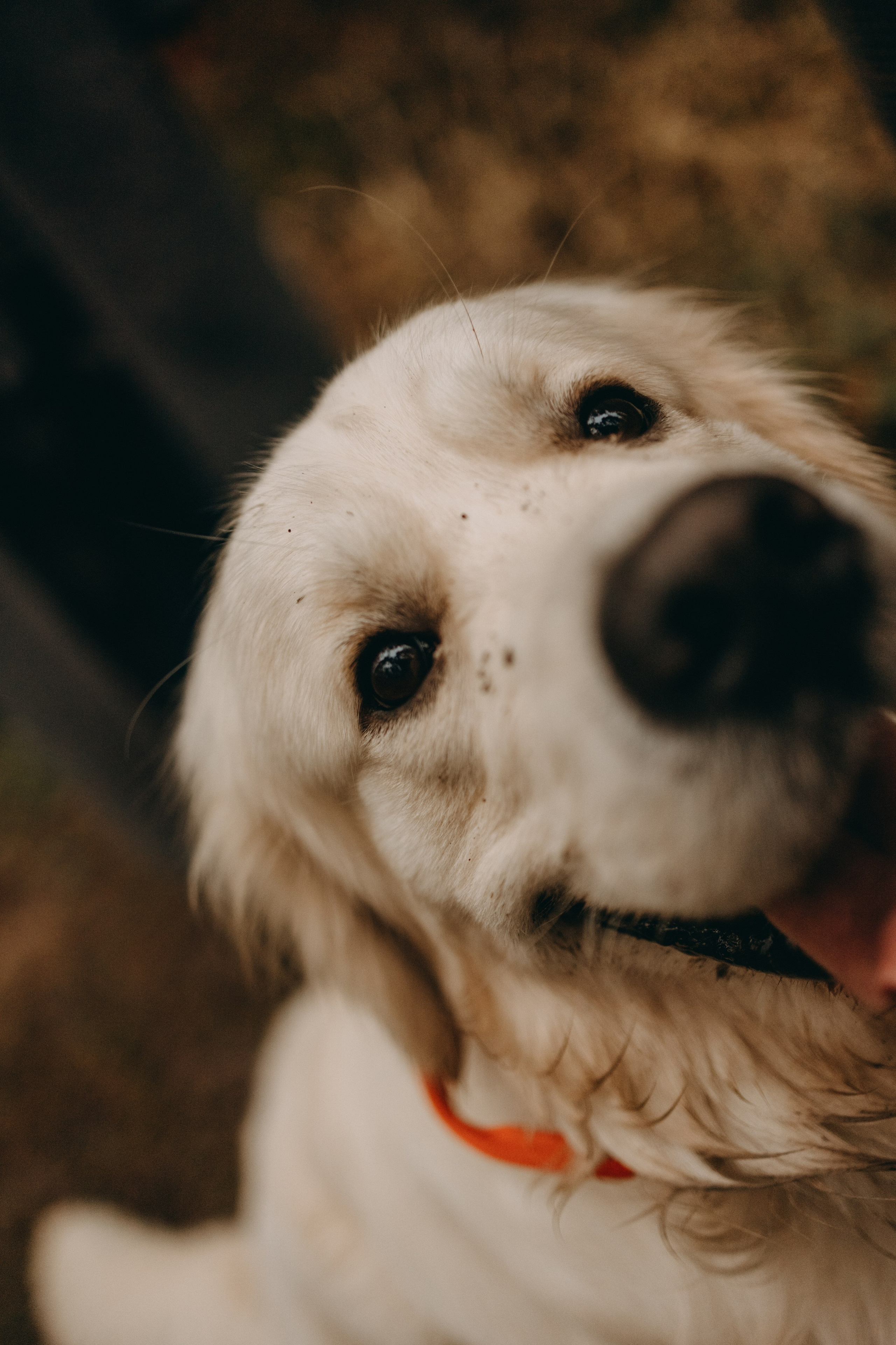 Лаки и его семья. Фотограф — Анималист | Санкт-Петербург
