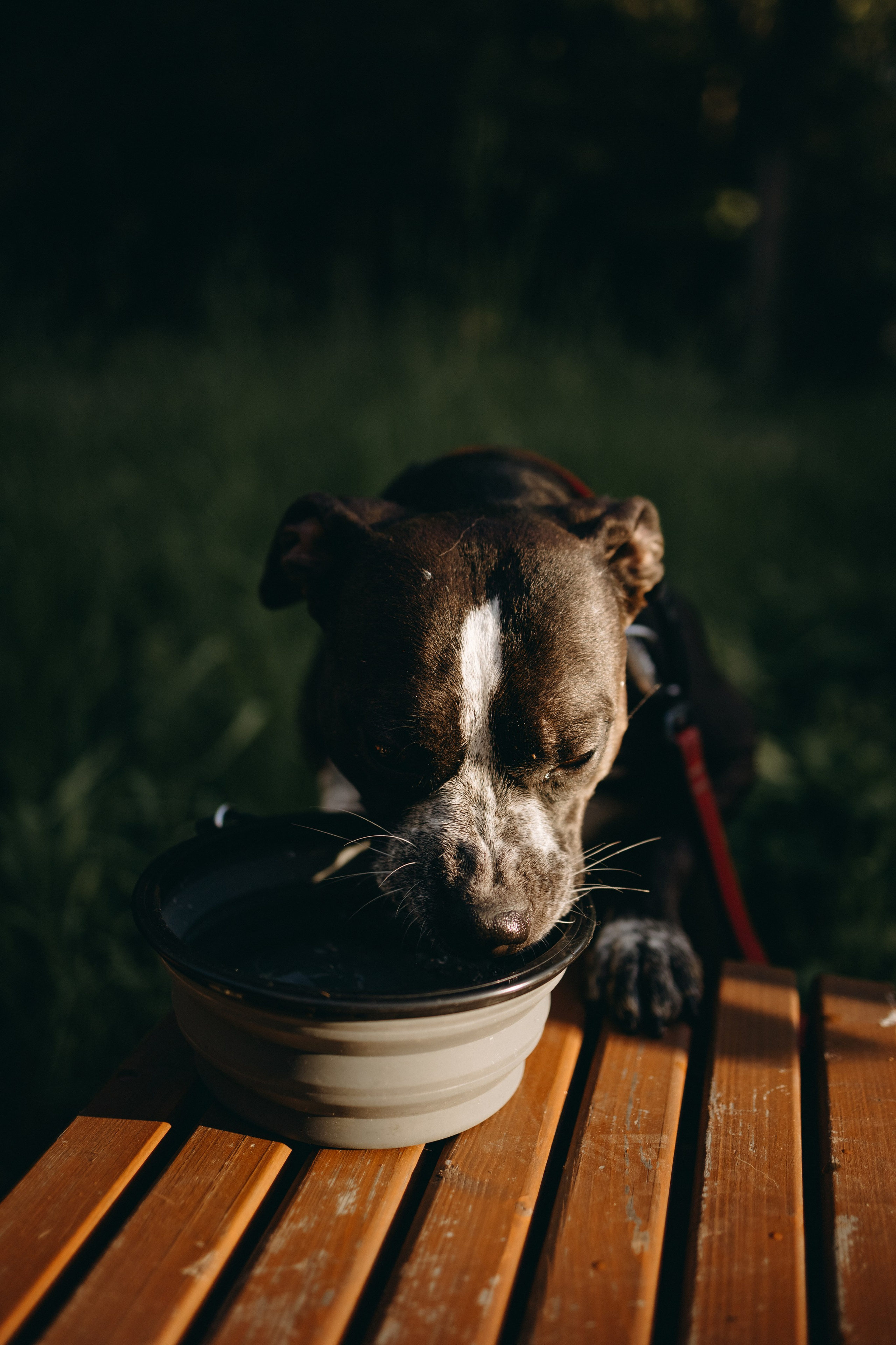 Татьяна, Сергей и их Булочка и Пончик. Фотограф — Анималист | Санкт-Петербург