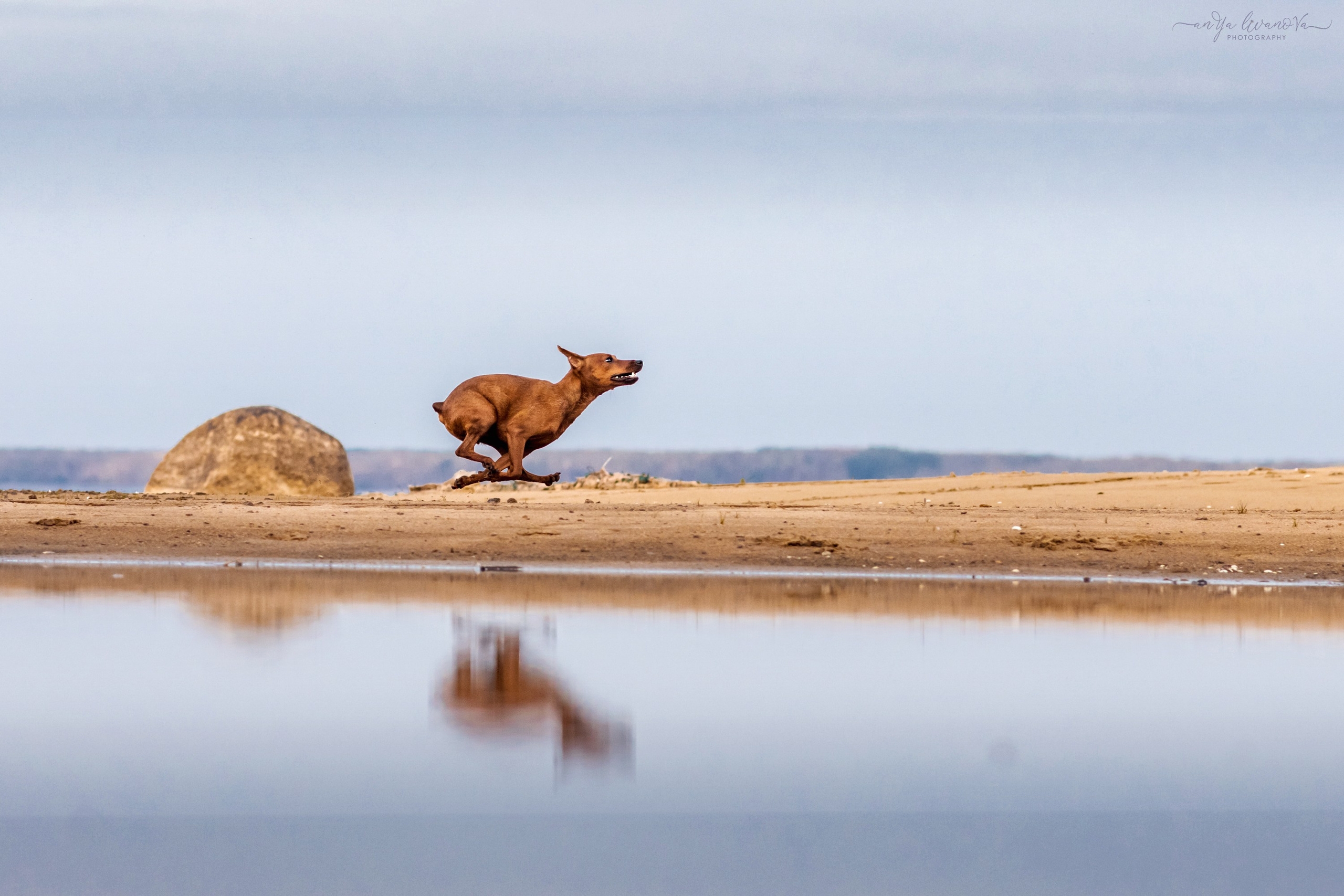 Киви на берегу. Фотограф анималист Аня Ливанова | Рыбинск