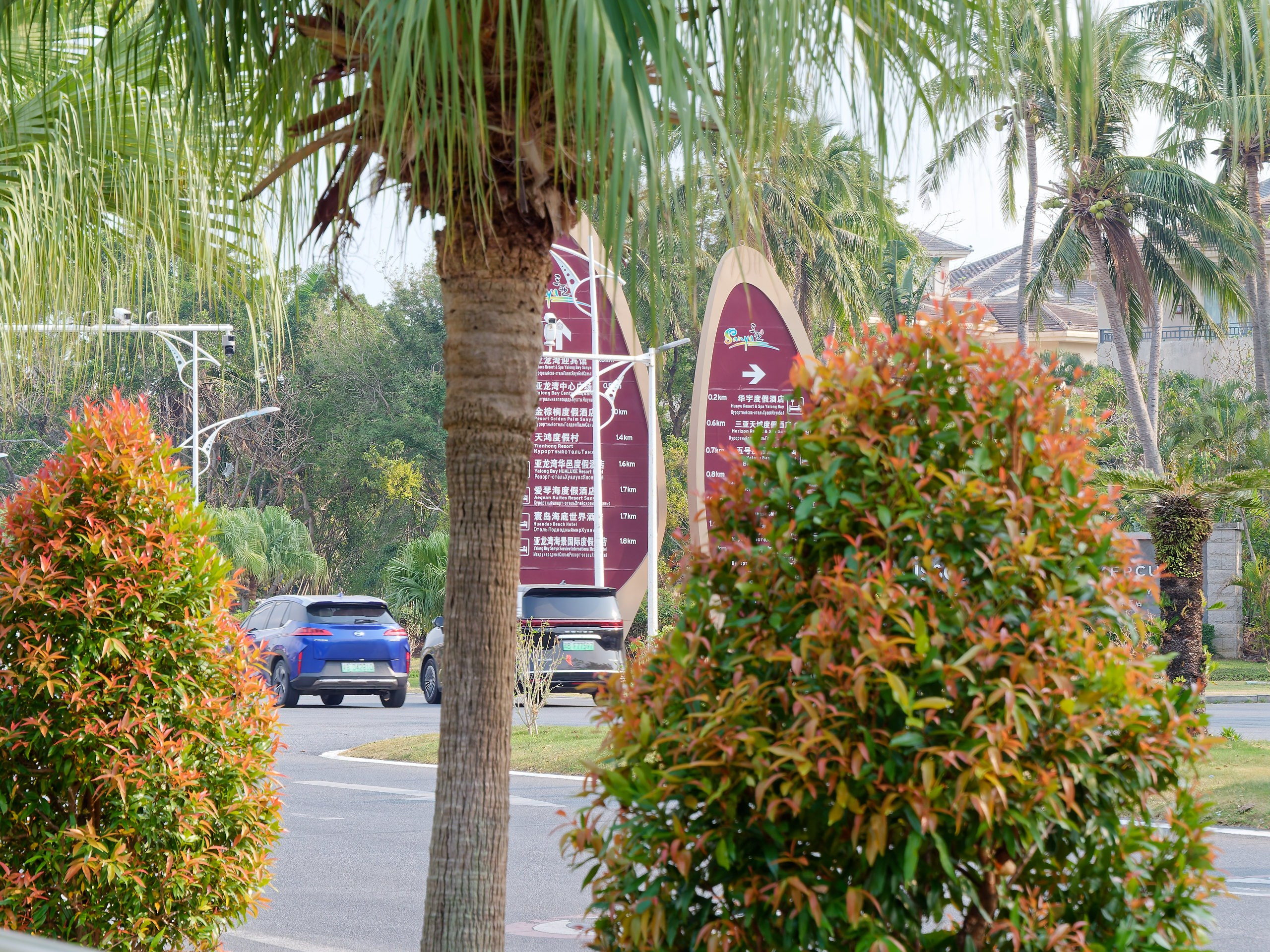 Хайнань 2026, флора, цветы и деревья. Фотопрогулки по Миру