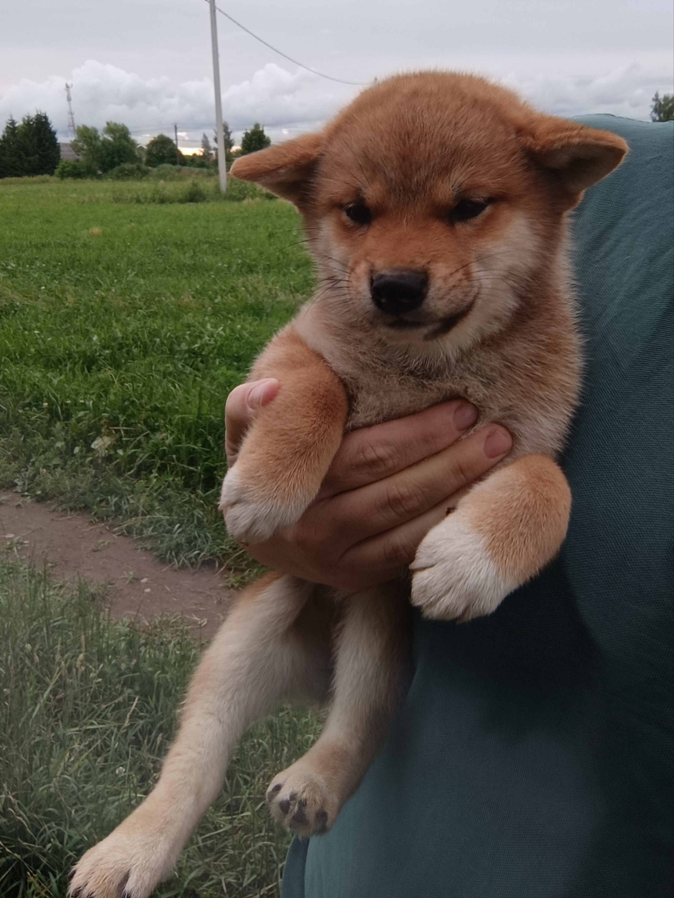 сиба питомник Рубилайт щенки на продажу rubylight  сиба щенки купить СПб Санкт-Петербург