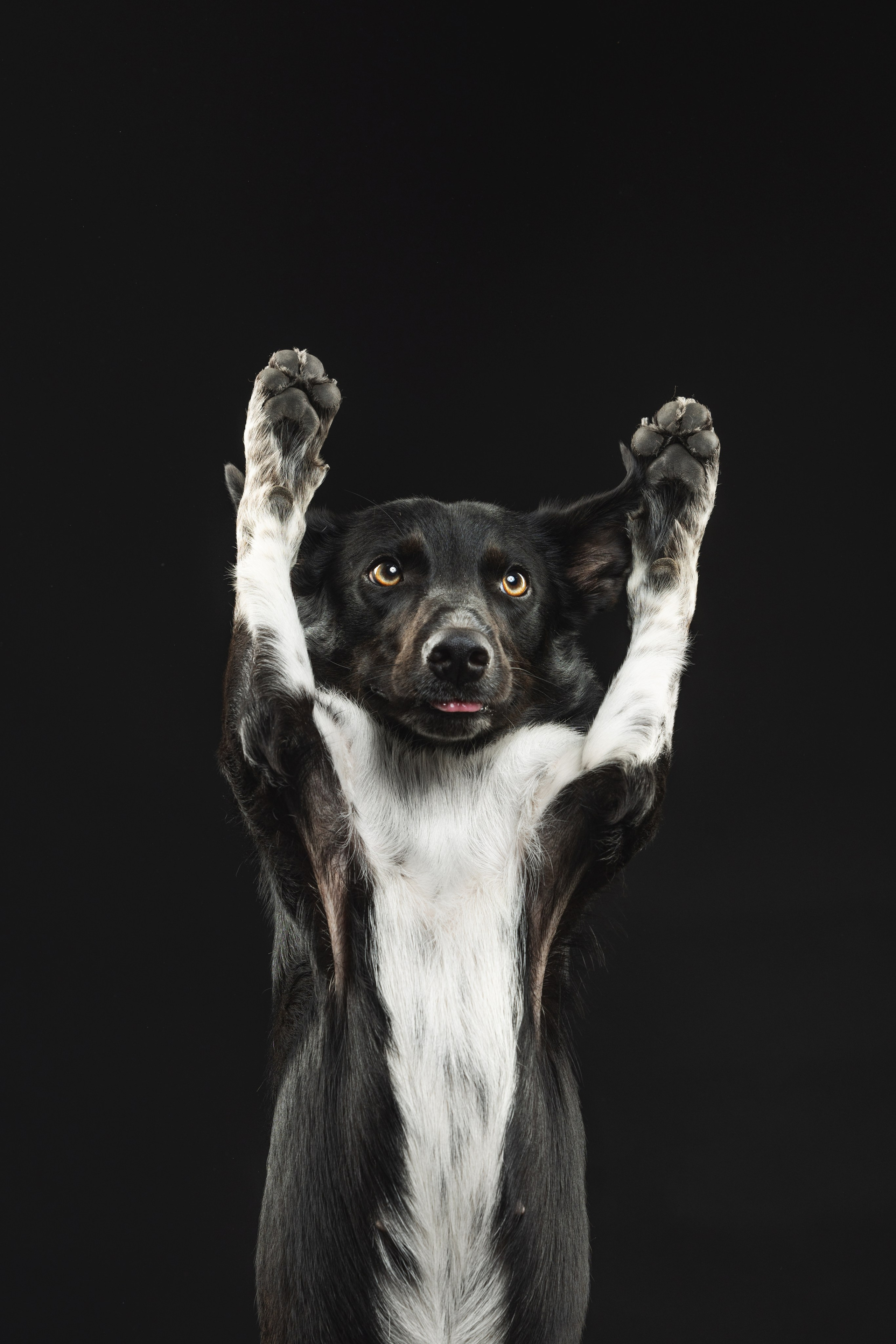 Бордер колли. Фотограф анималист Осипчикова Мария