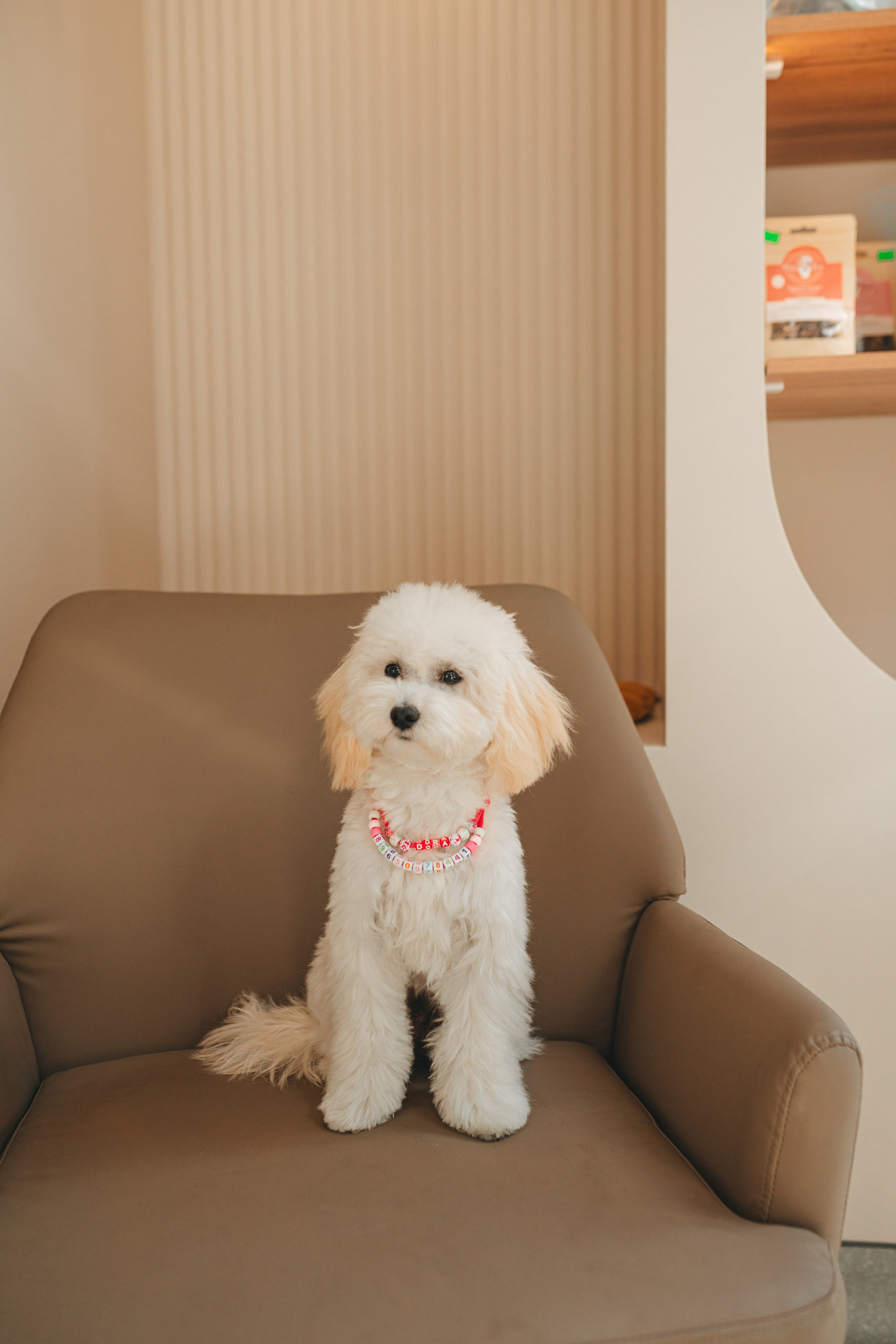 Груминг — салон. Фотограф анималист Осипчикова Мария