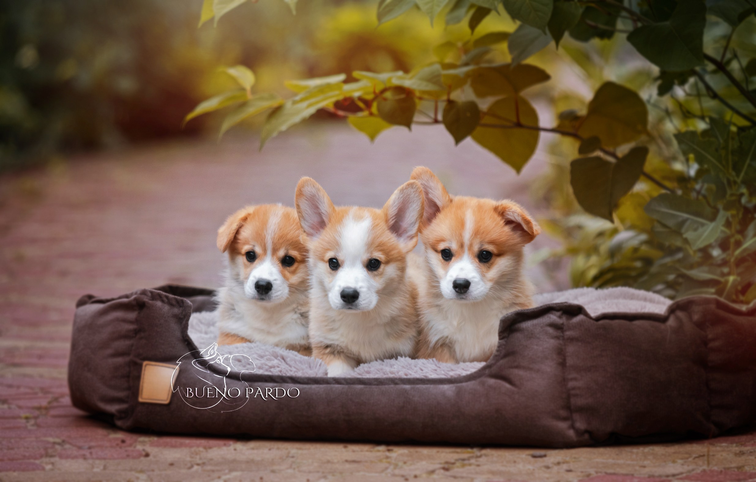 Щенки вельш корги пемброк из питомника. Питомник собак Акита, Хаски, Корги