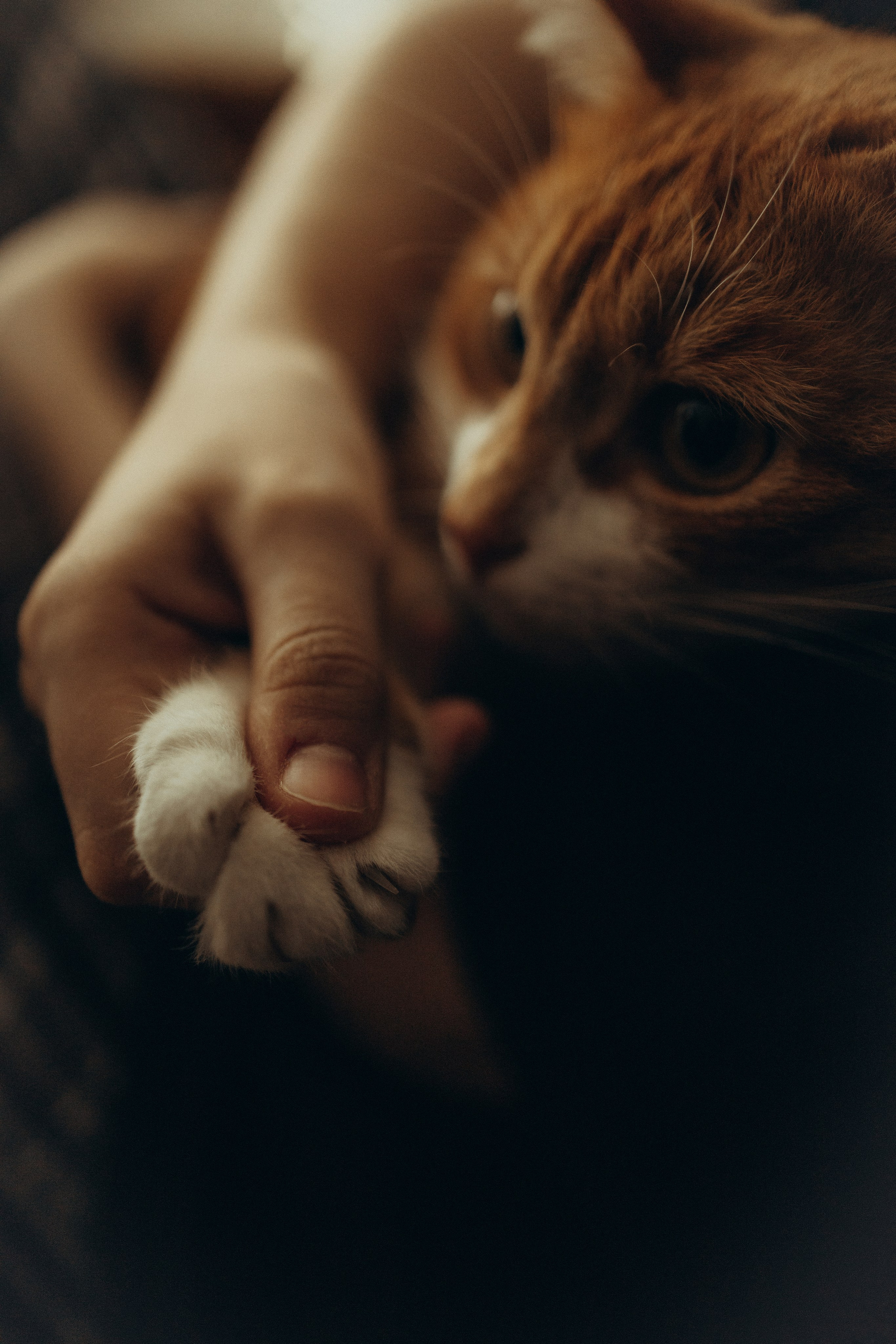 Дома кот и пироги. Фотограф Москва Алёна Суворова