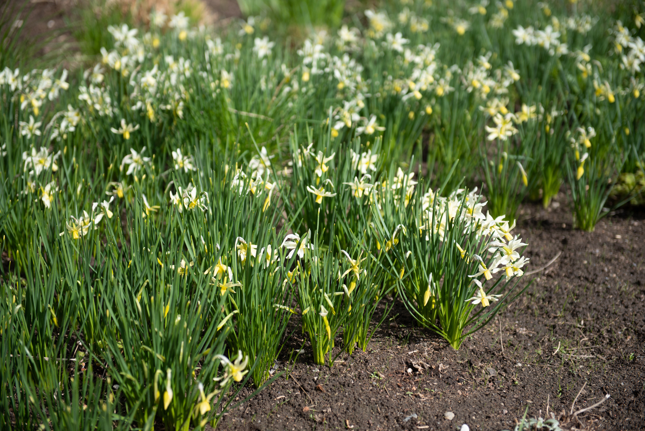О.Новая Голландия. Портретный и архитектурный фотограф в Москве и Санкт-Петербурге