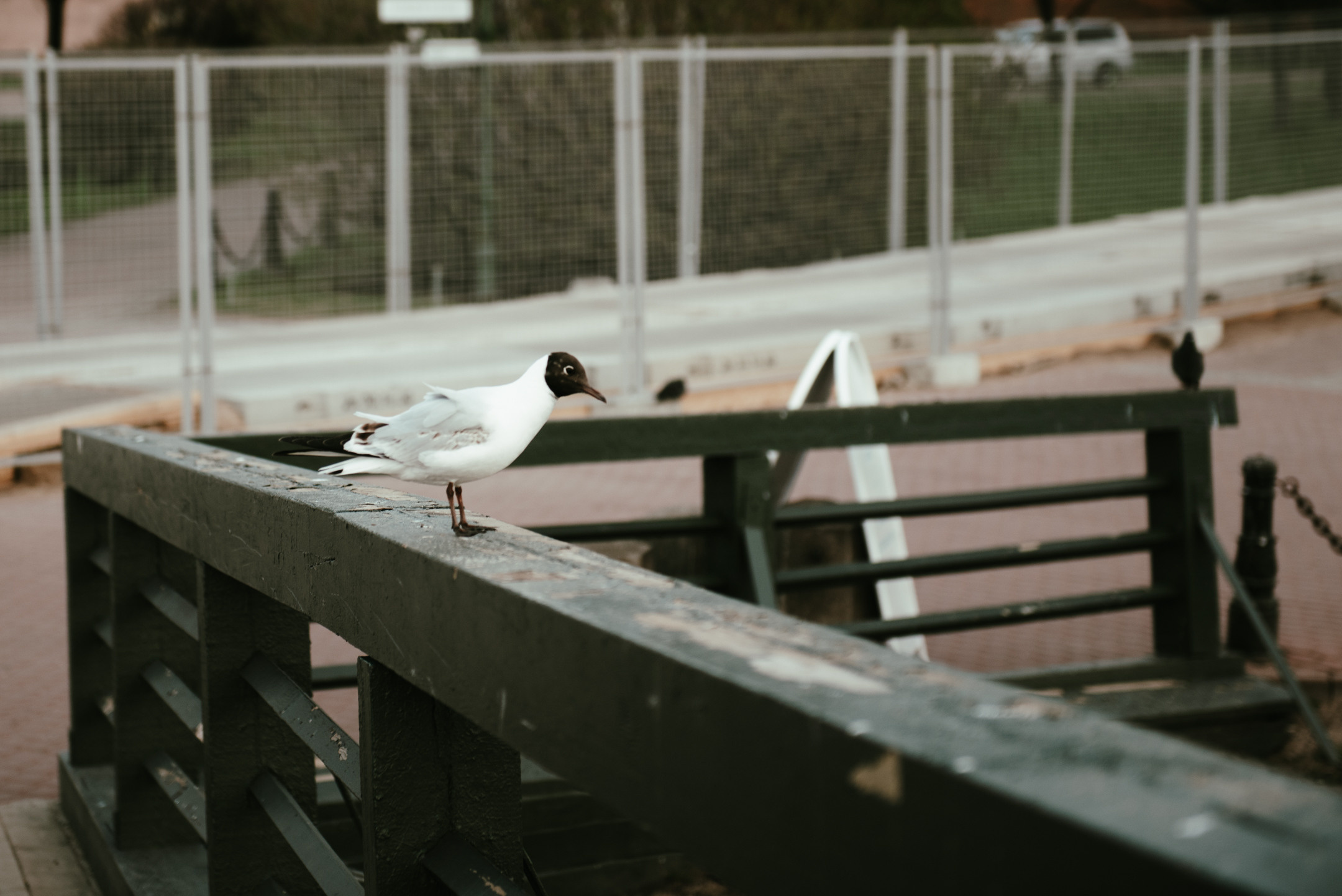 Май в Спб. Портретный и архитектурный фотограф в Москве и Санкт-Петербурге