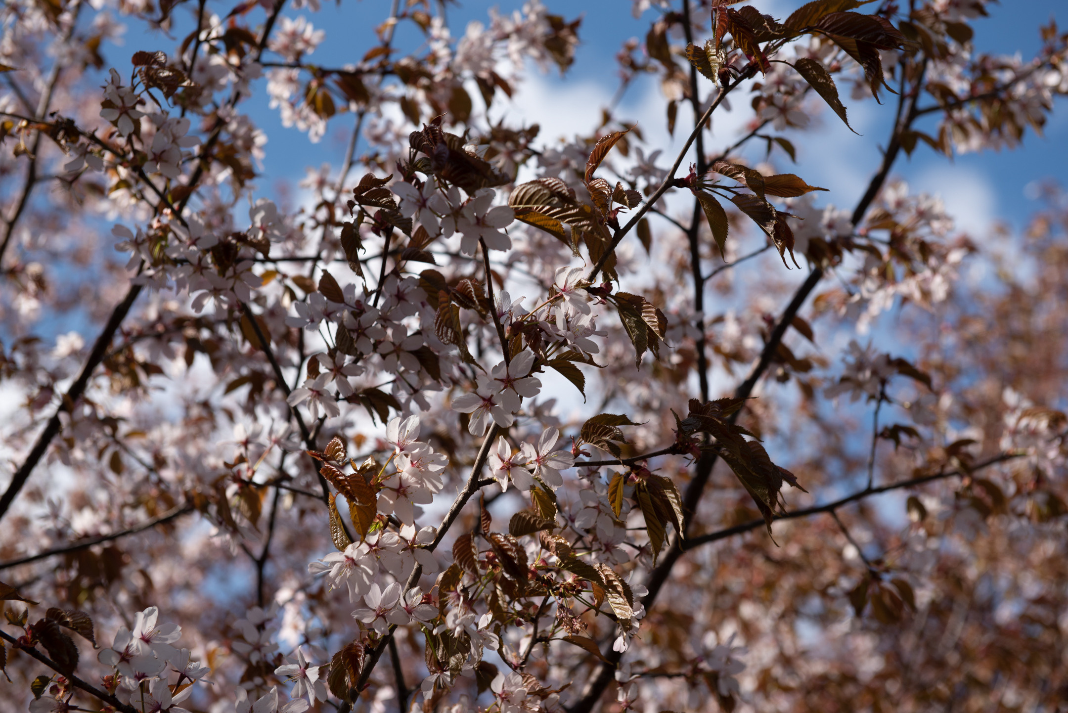 Смольный. Портретный и архитектурный фотограф в Москве и Санкт-Петербурге