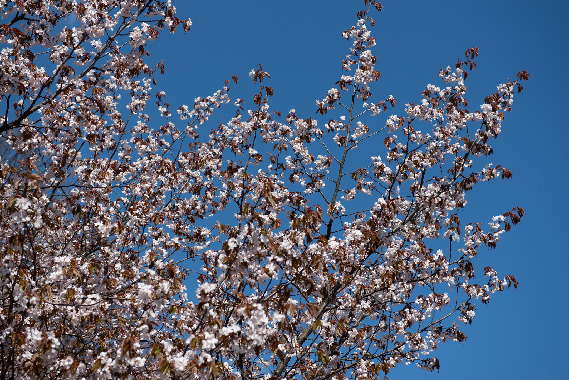 Смольный. Портретный и архитектурный фотограф в Москве и Санкт-Петербурге