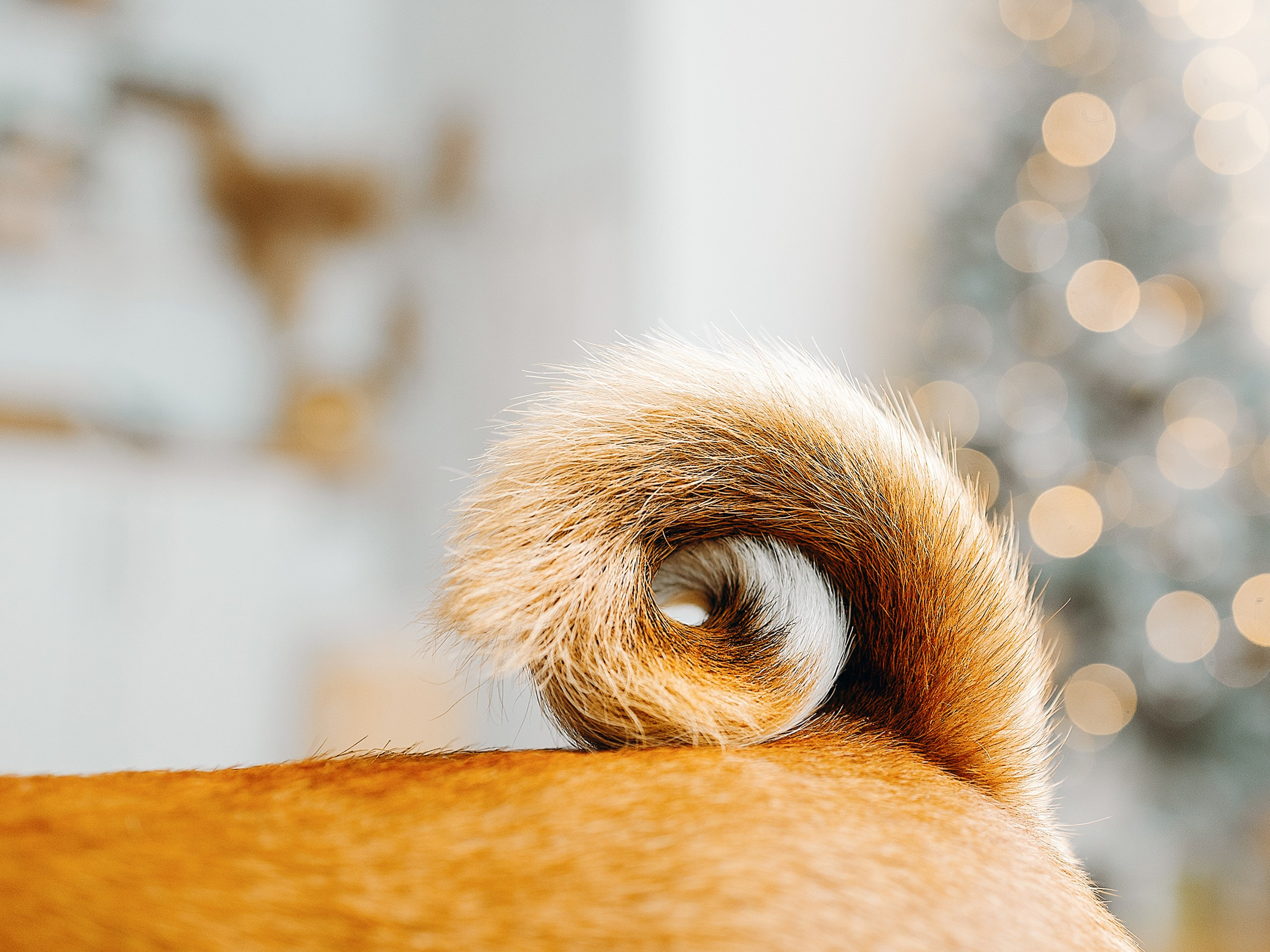 Магазин. Фотограф. Фотограф-анималист. Москва