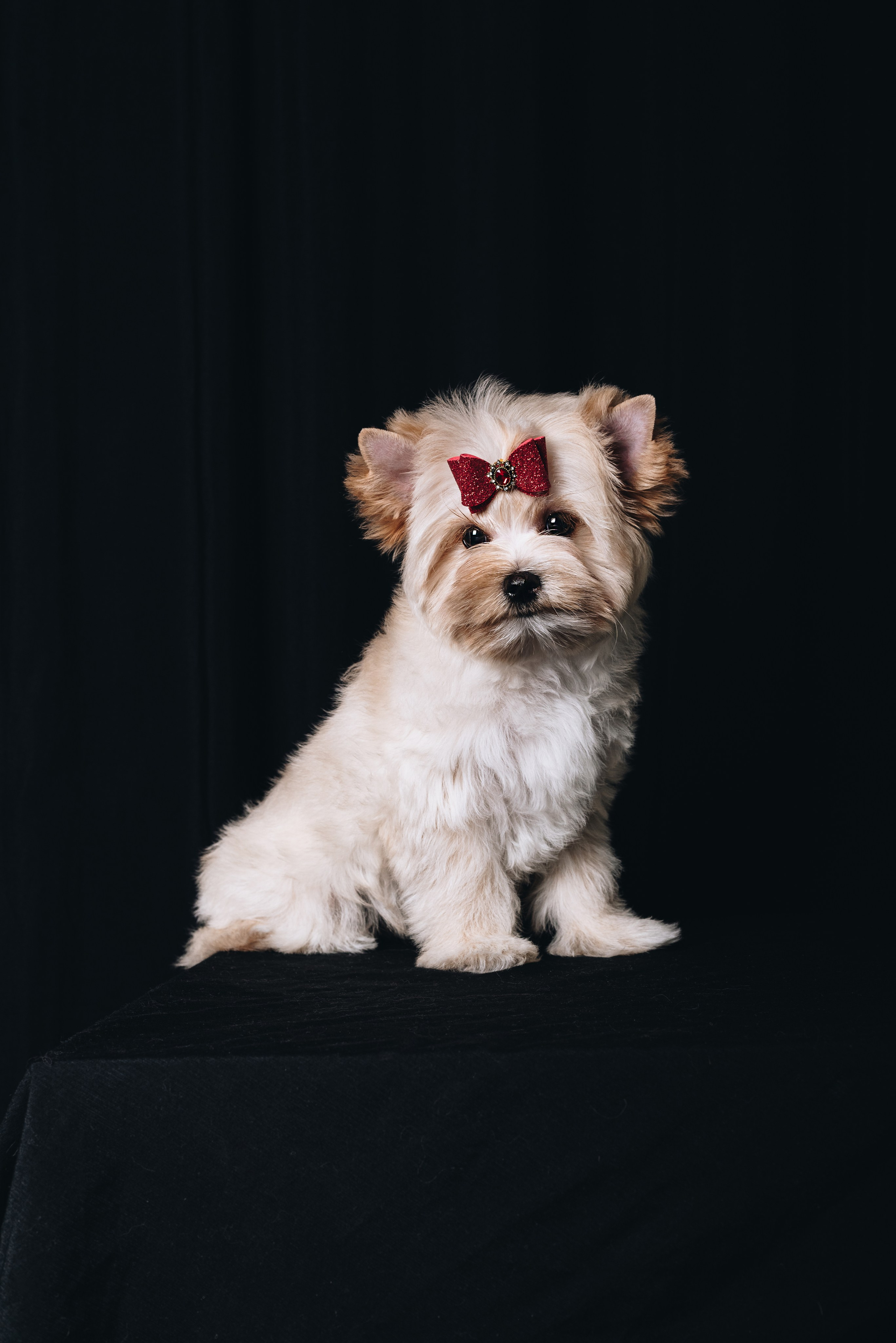 Russian Salon Dog. Natalia Finch Photography — Family, Kids & Pet Photographer in Chicago, IL