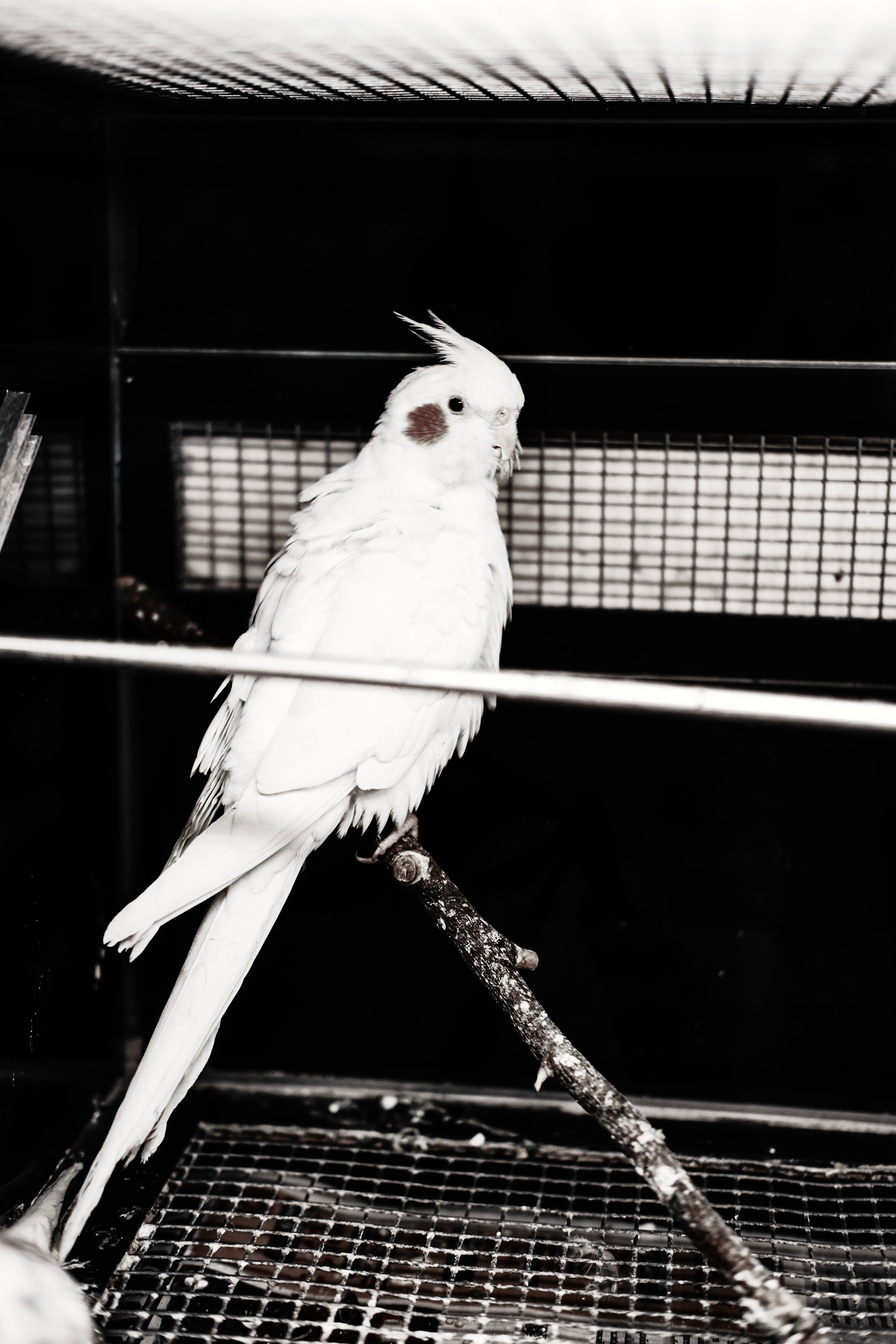 Животные. Фотограф Маргана Лоция