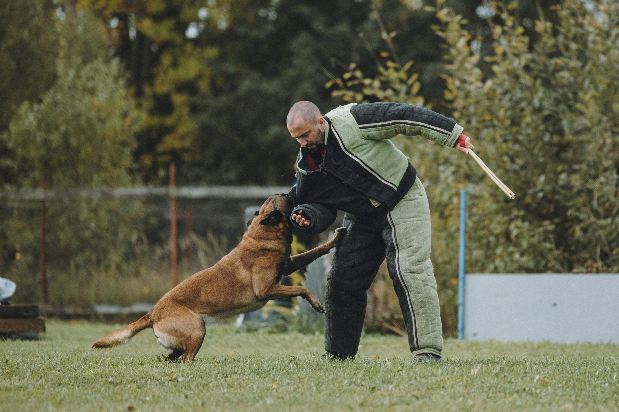 Испытания по мондьорингу г. Пушкин 29.09.2024. Фотограф-анималист Анна Маринич