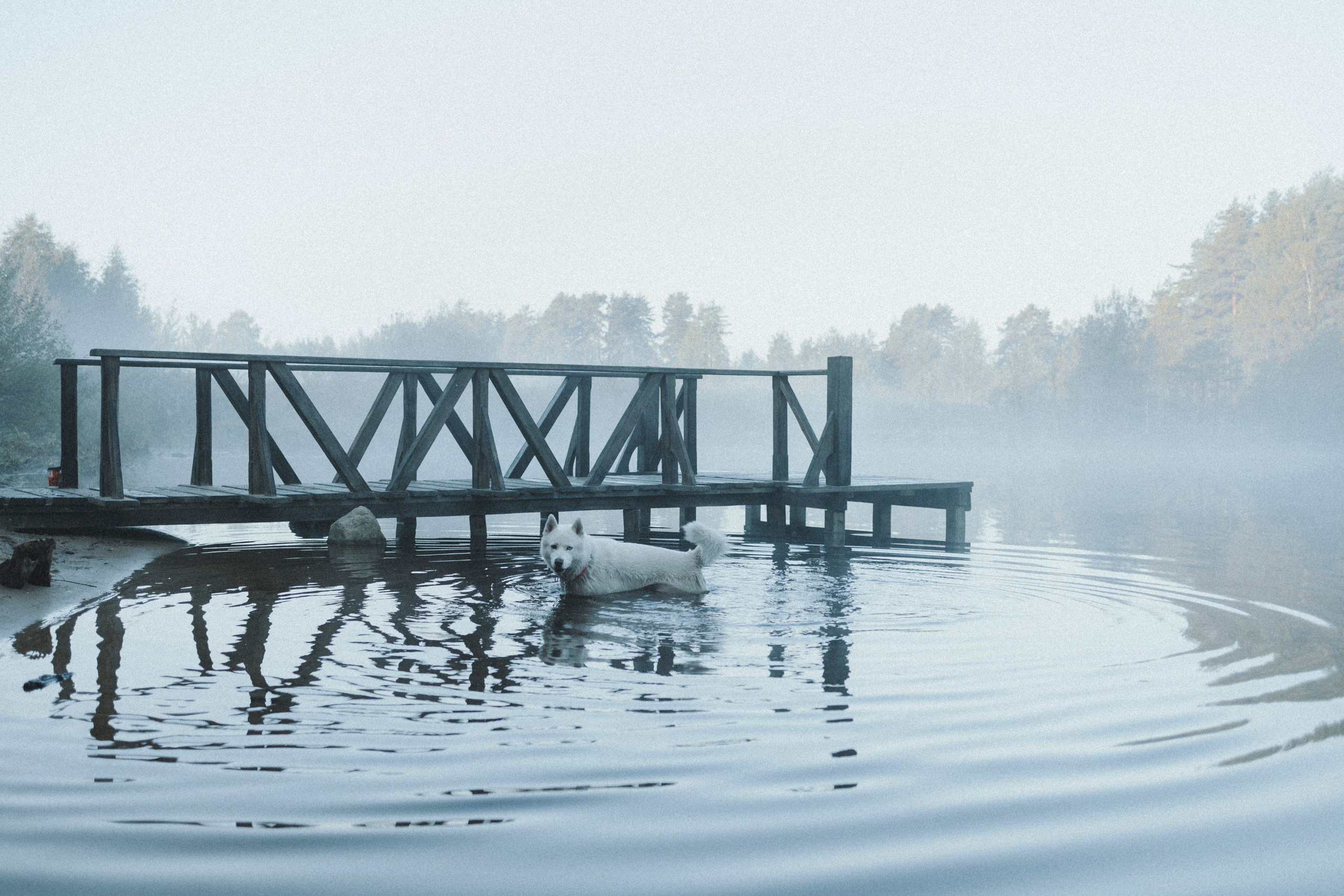 Света и Ричик. Фотограф-анималист Анна Маринич