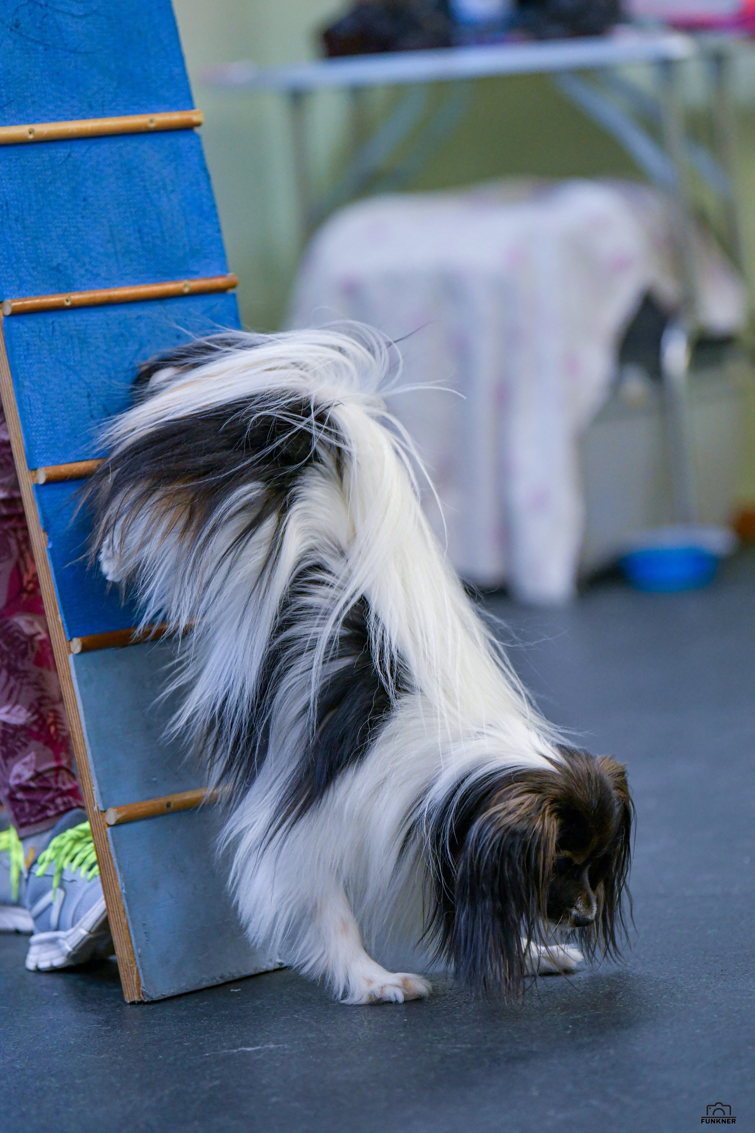 Кинологический клуб «Бодрый хвост». Свой взгляд через объектив