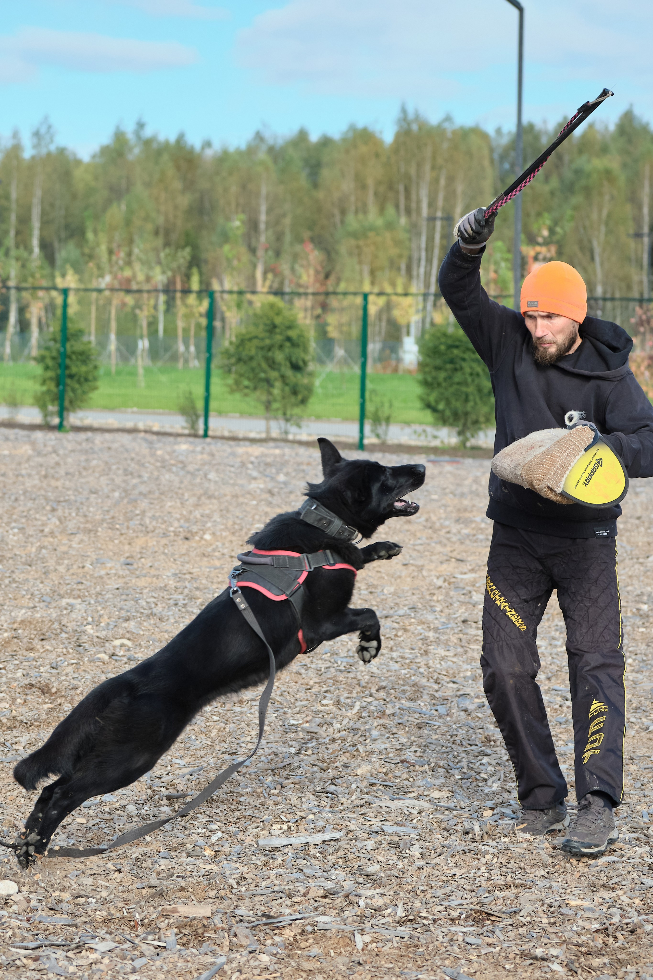 Фотосъемка немецких овчарок, фотосъемка тренировки рабочих собак, фотограф анималист, фотосъемка сдачи ЗКС, igp