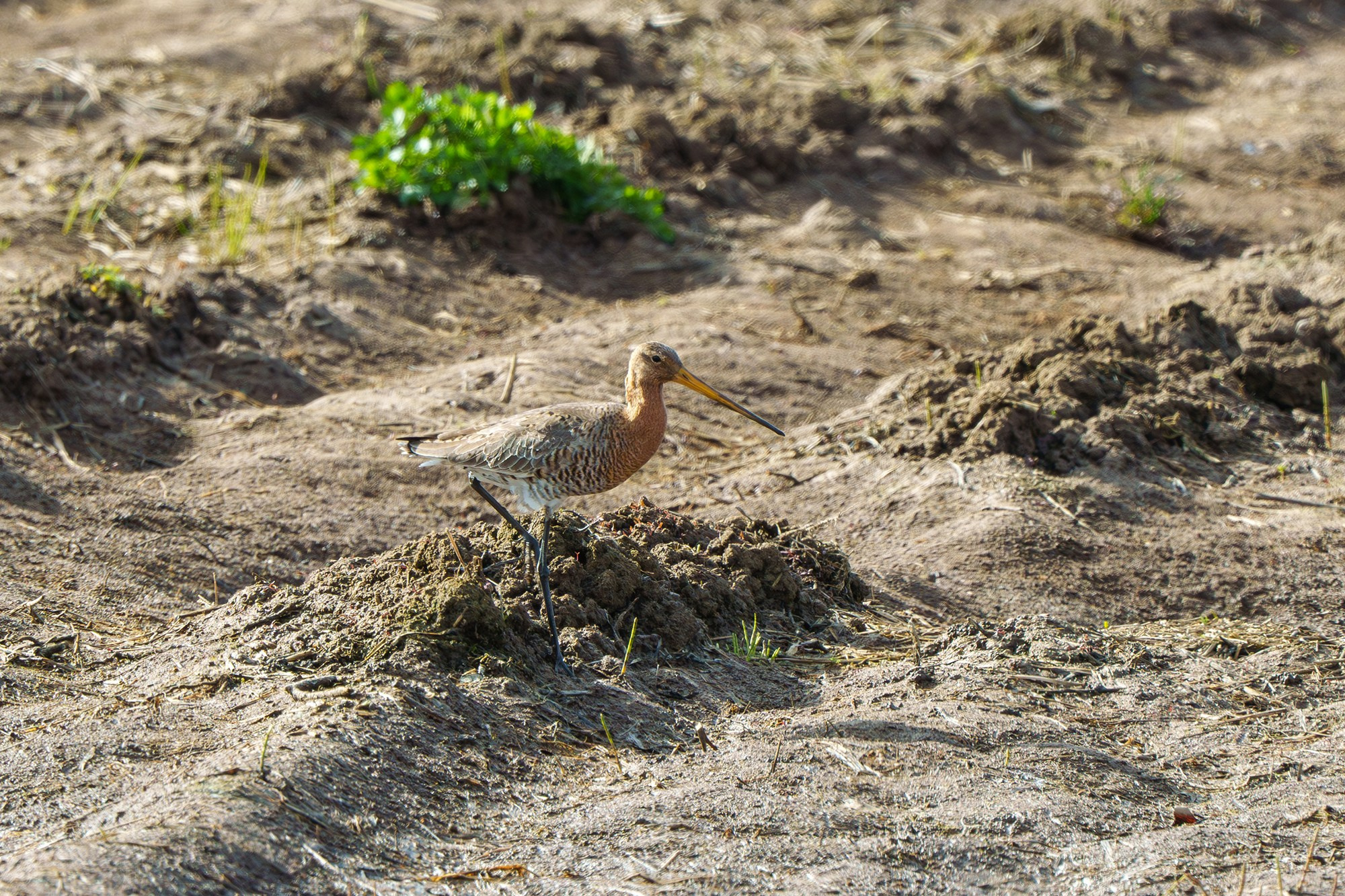 Удивительные мир птиц. Вокруг нас столько прекрасного — присмотритесь!. Ваш личный фотограф Марина Волкова