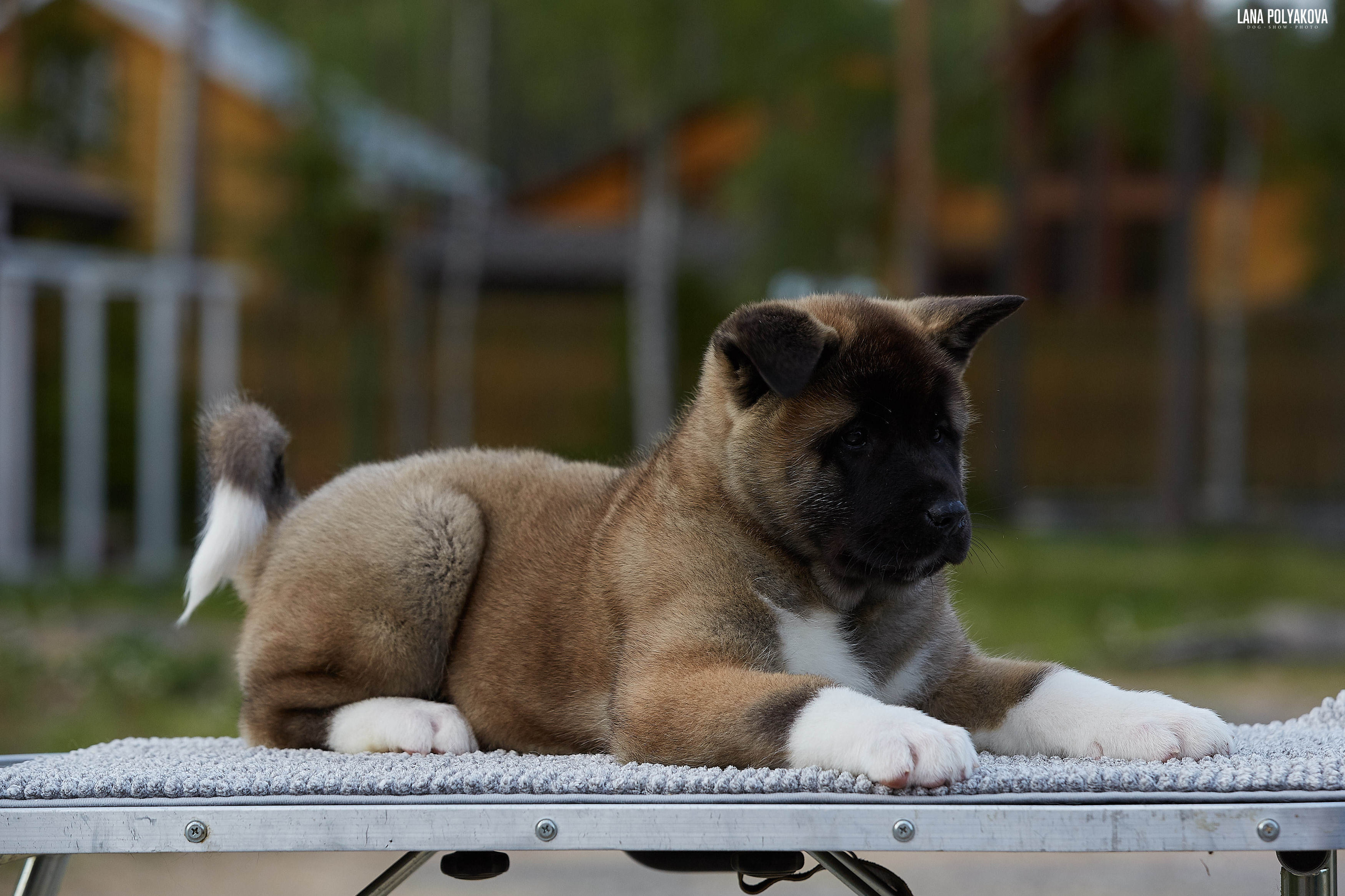 Американская акита щенки питомник Рубилайт RUBYLIGHT