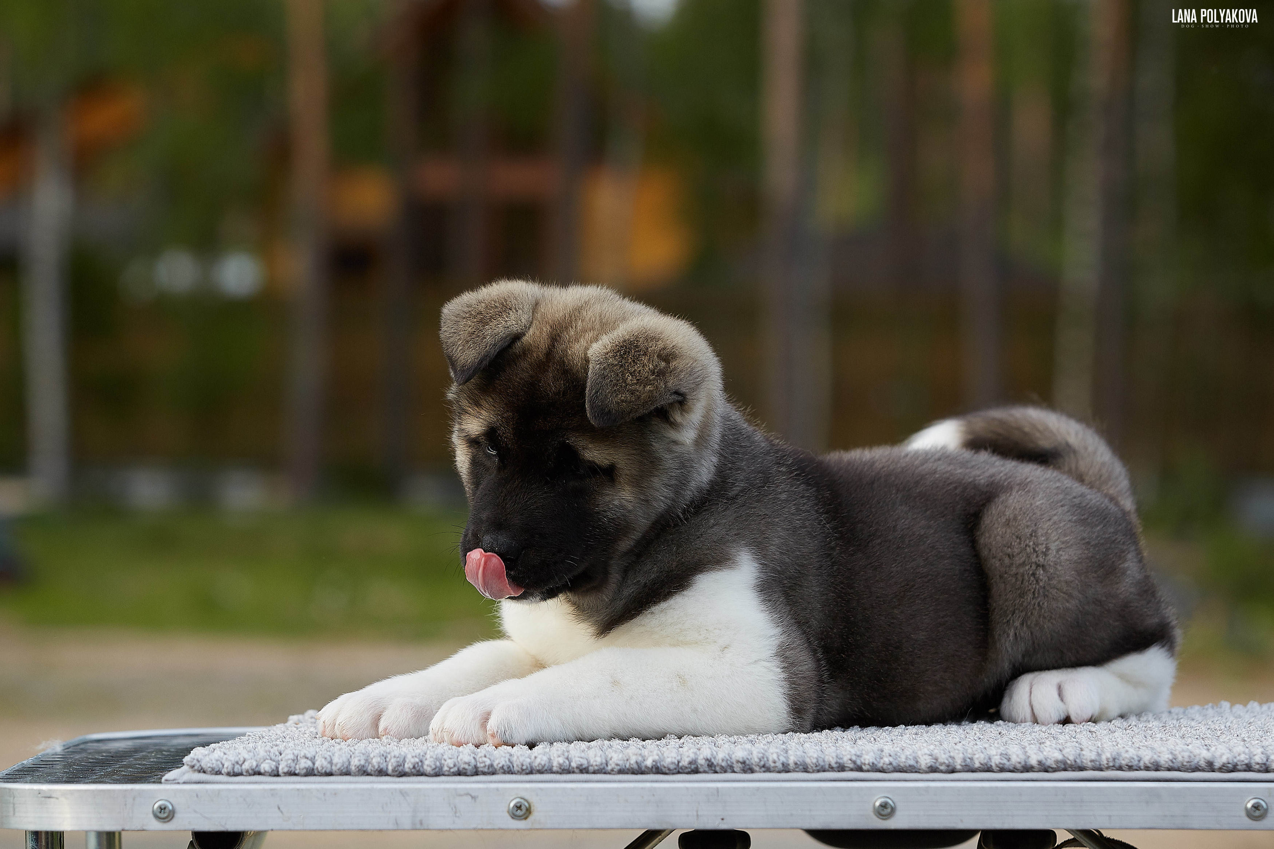 Американская акита щенки питомник Рубилайт RUBYLIGHT