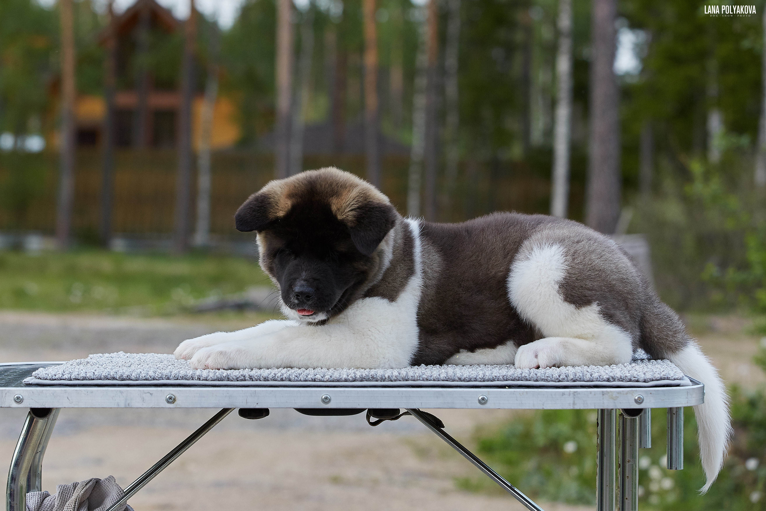 Американская акита щенки питомник Рубилайт RUBYLIGHT