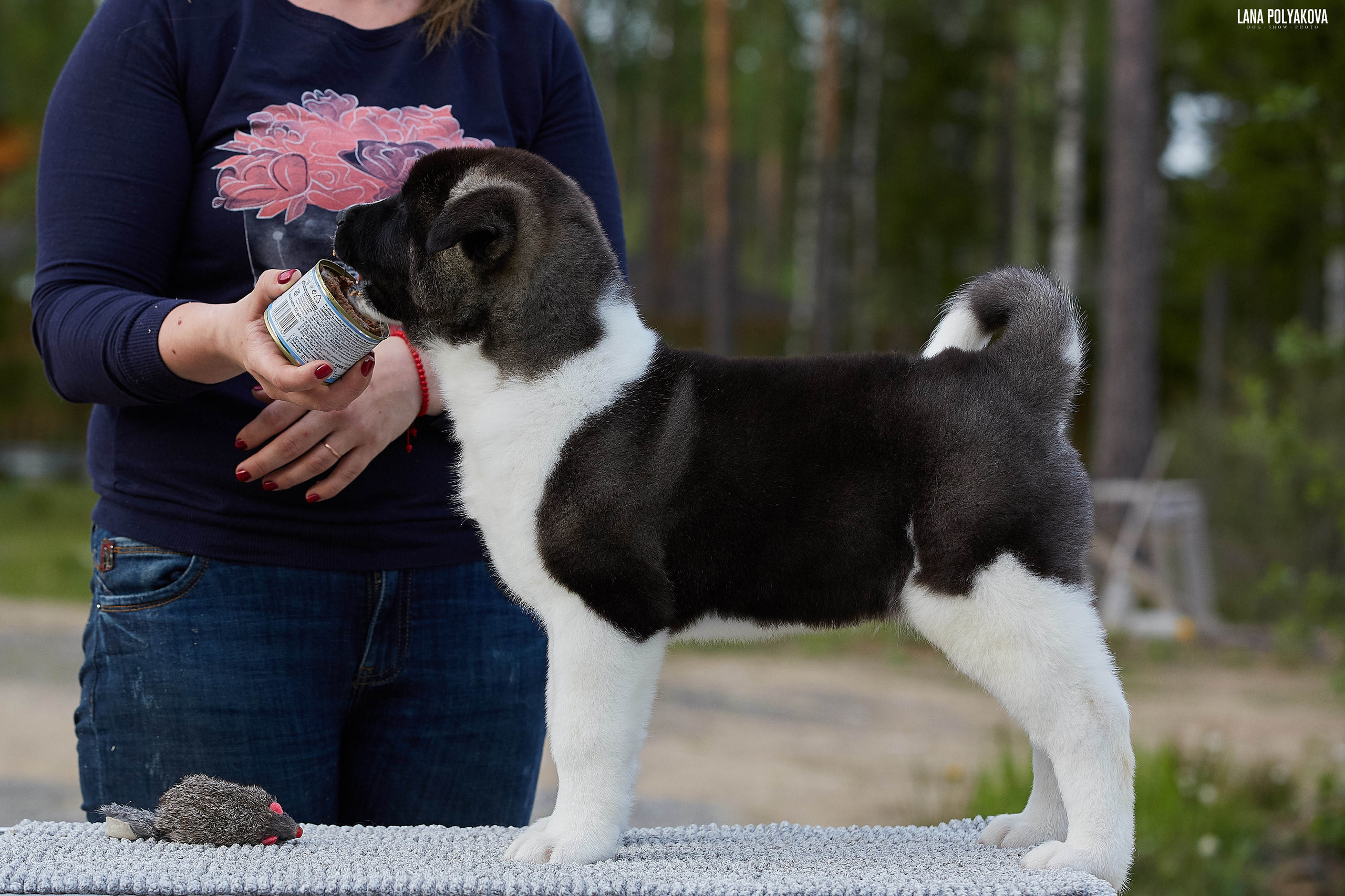 Американская акита щенки питомник Рубилайт RUBYLIGHT