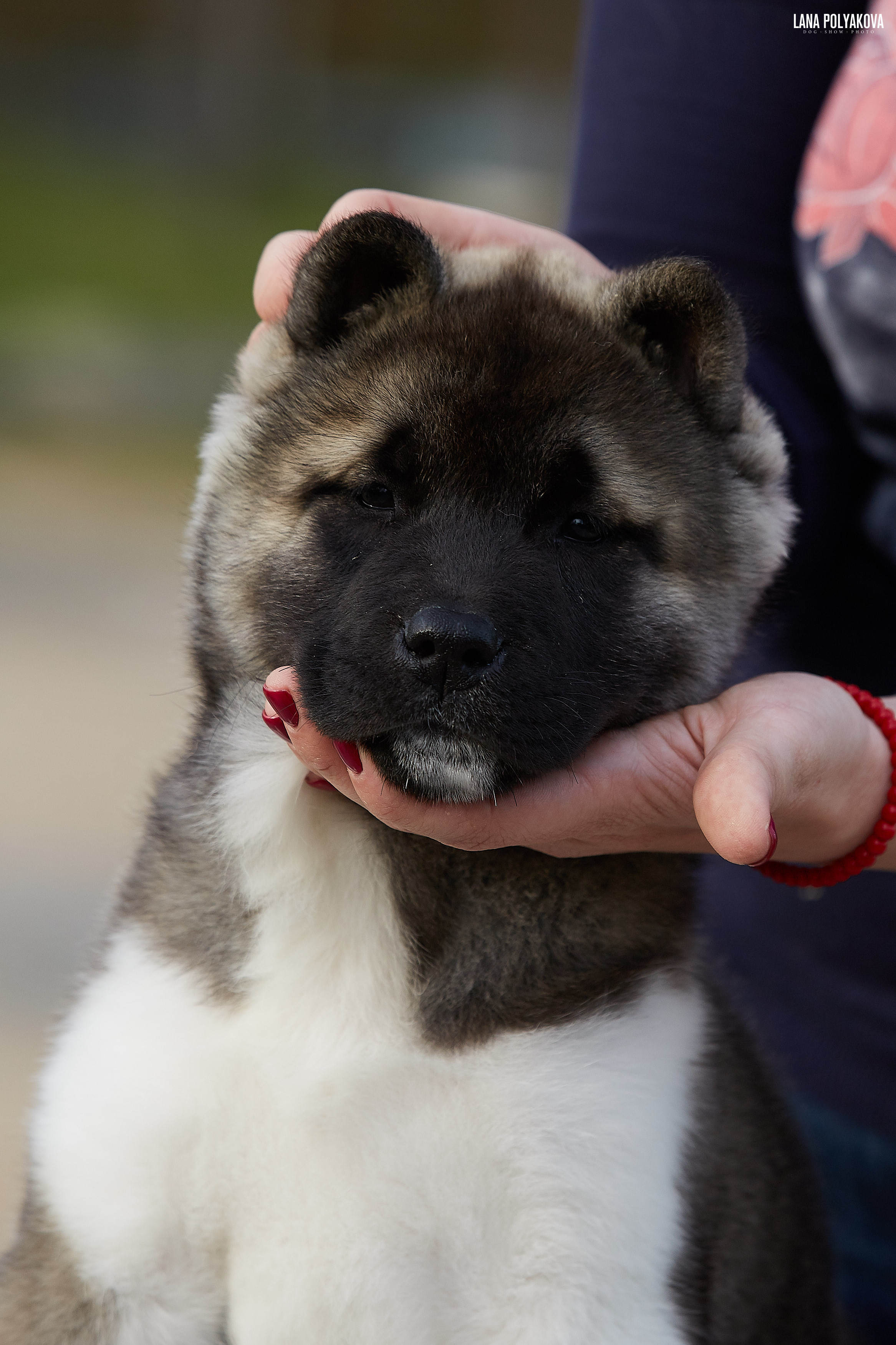Американская акита щенки питомник Рубилайт RUBYLIGHT