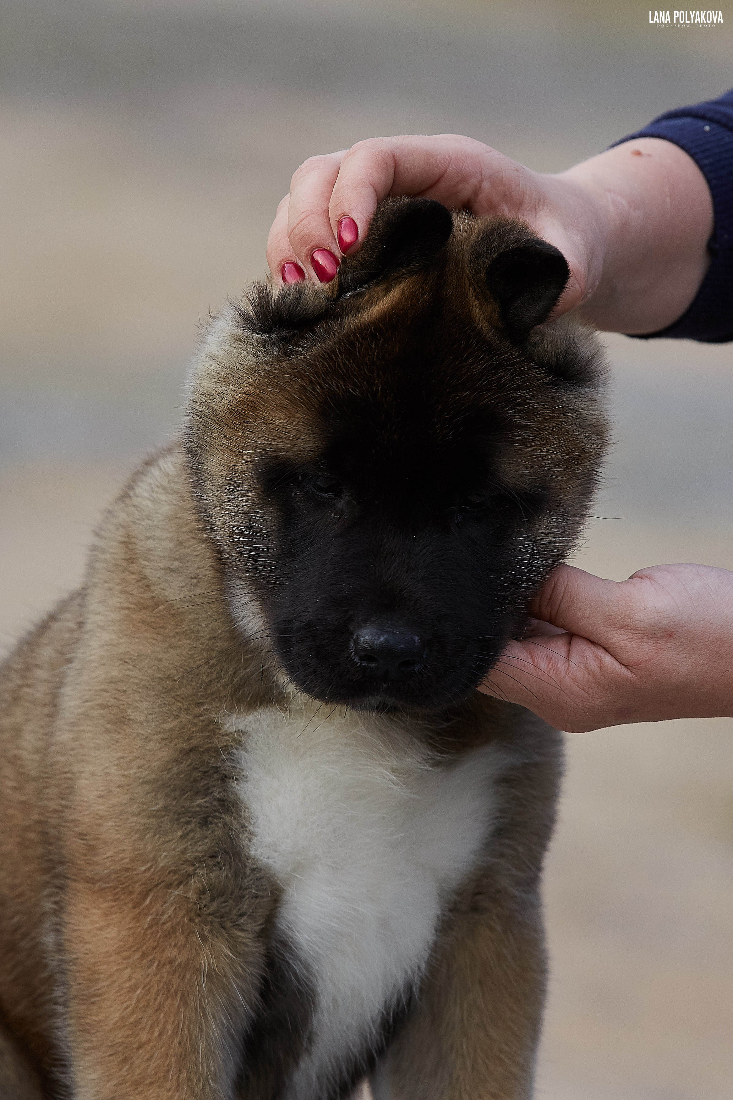 Американская акита щенки питомник Рубилайт RUBYLIGHT