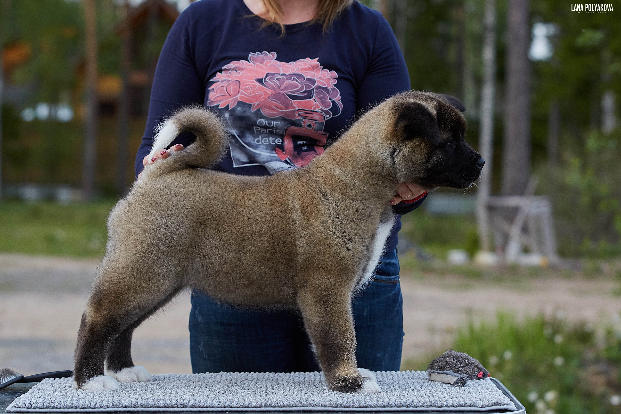 Американская акита щенки питомник Рубилайт RUBYLIGHT