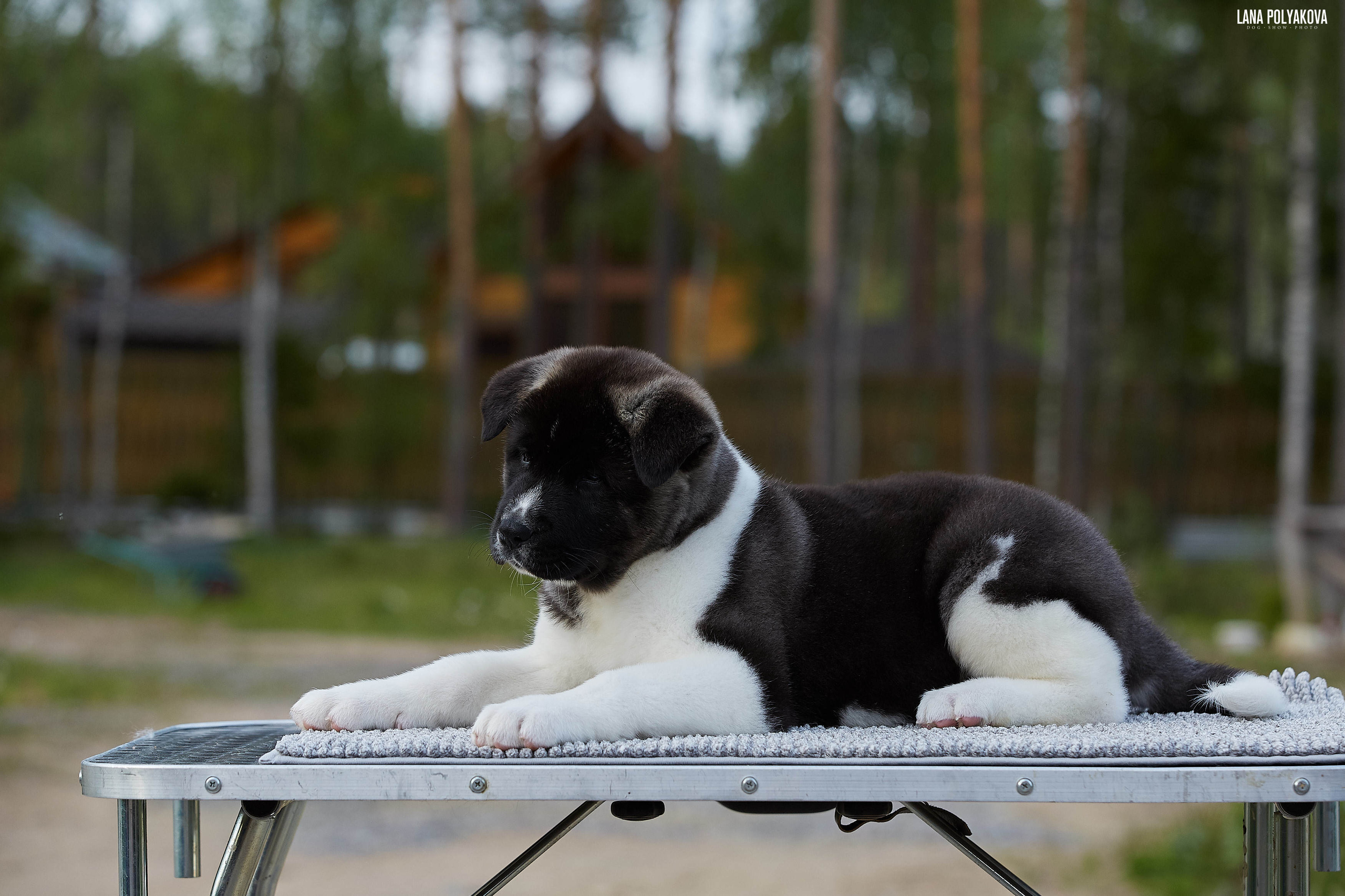 Американская акита щенки питомник Рубилайт RUBYLIGHT