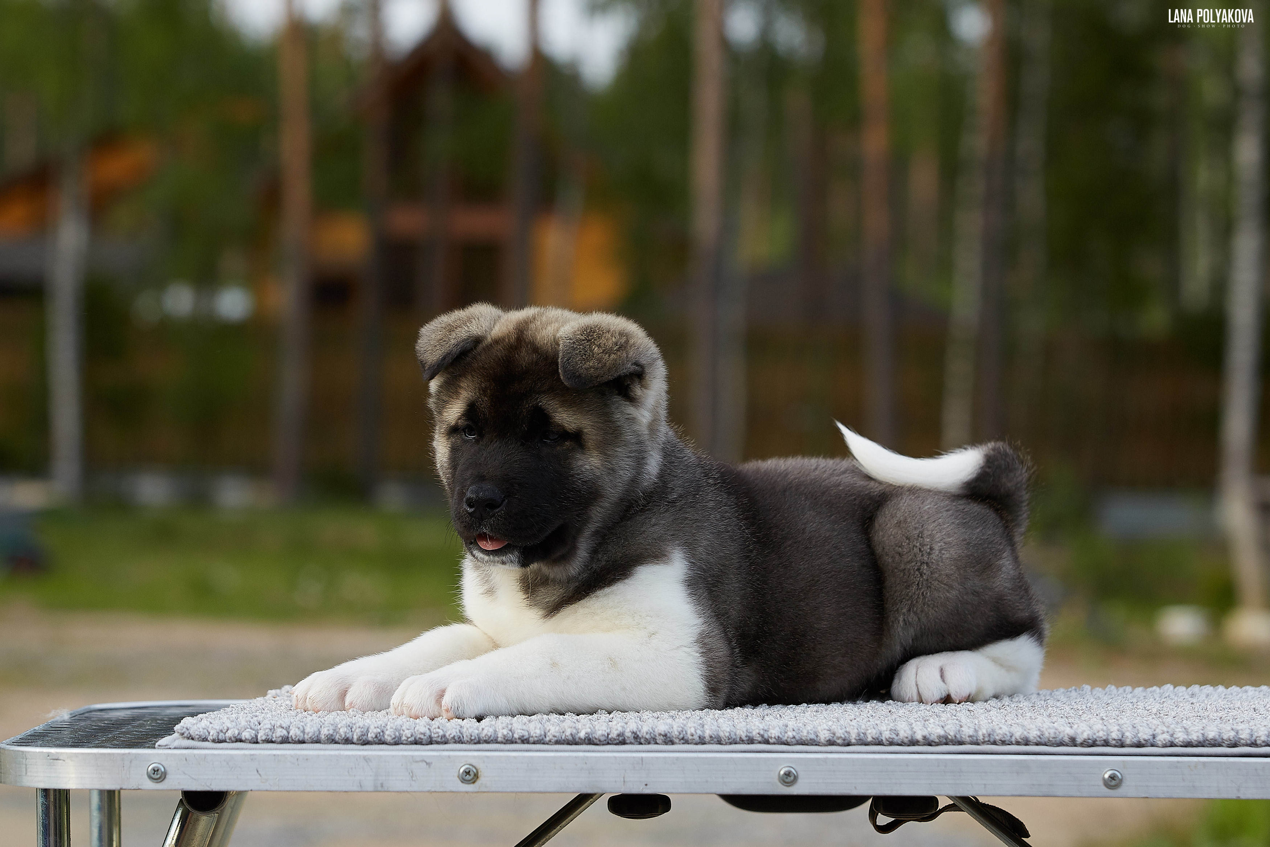 Американская акита щенки питомник Рубилайт RUBYLIGHT