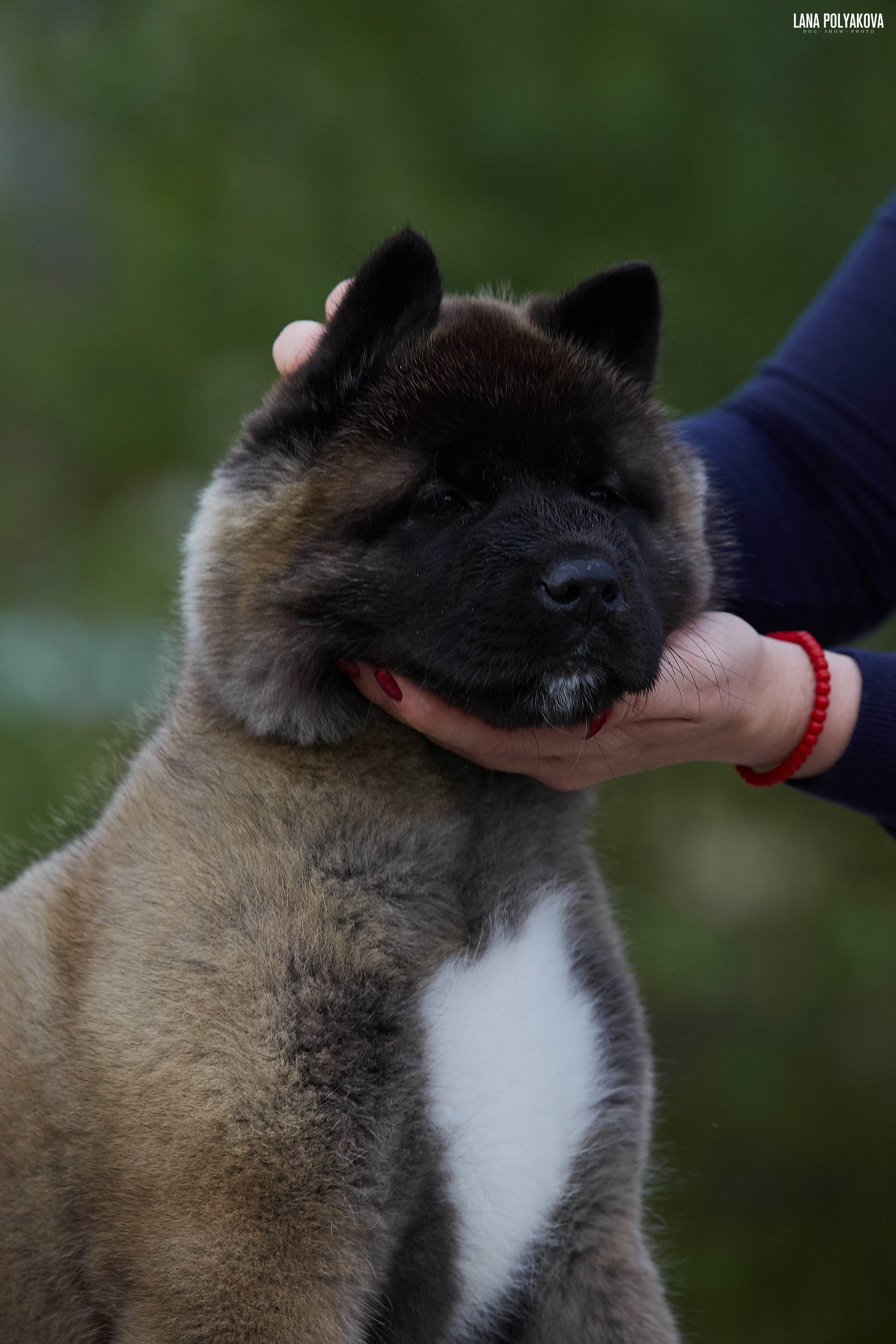 Американская акита щенки питомник Рубилайт RUBYLIGHT