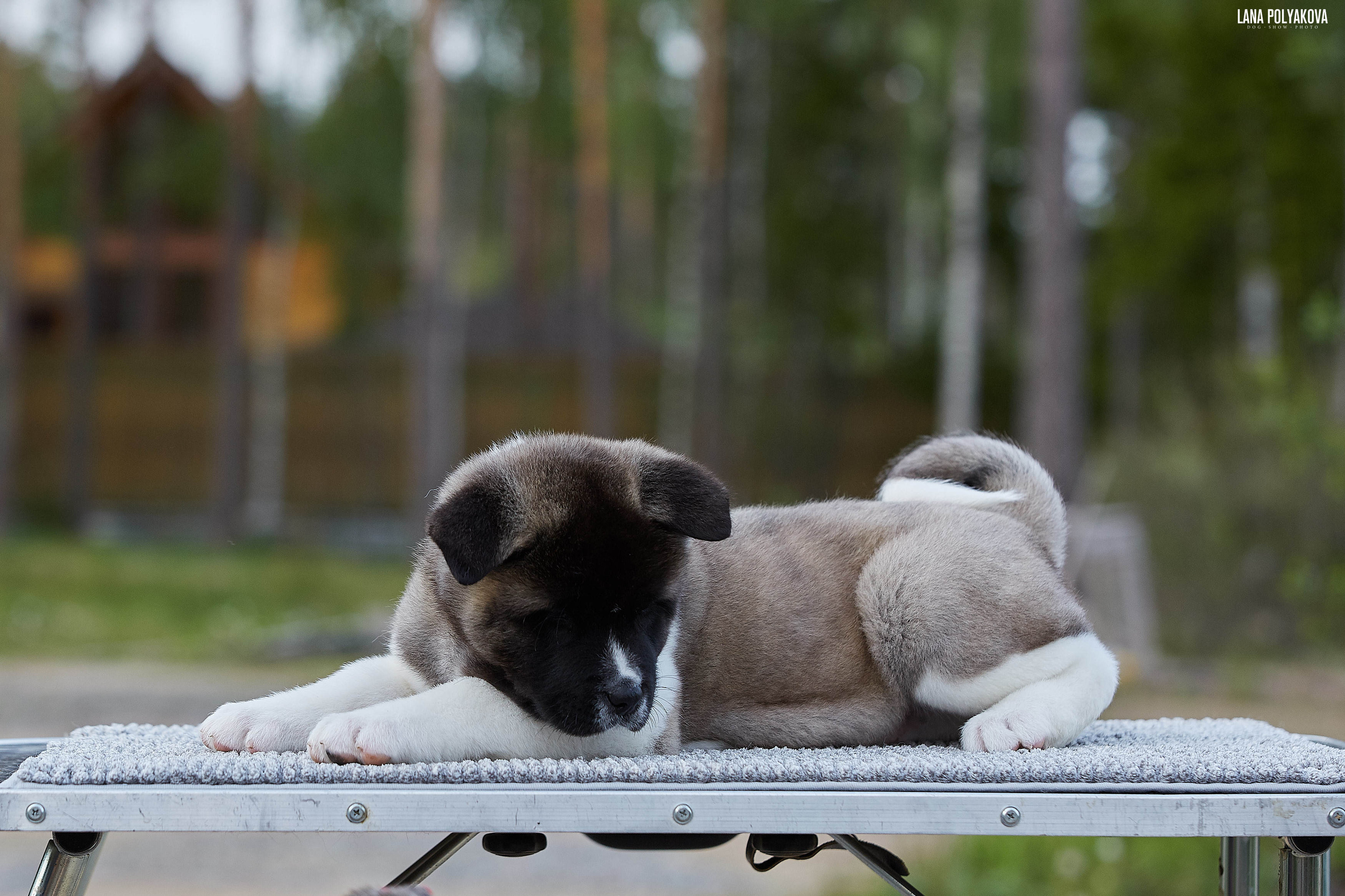 Американская акита щенки питомник Рубилайт RUBYLIGHT